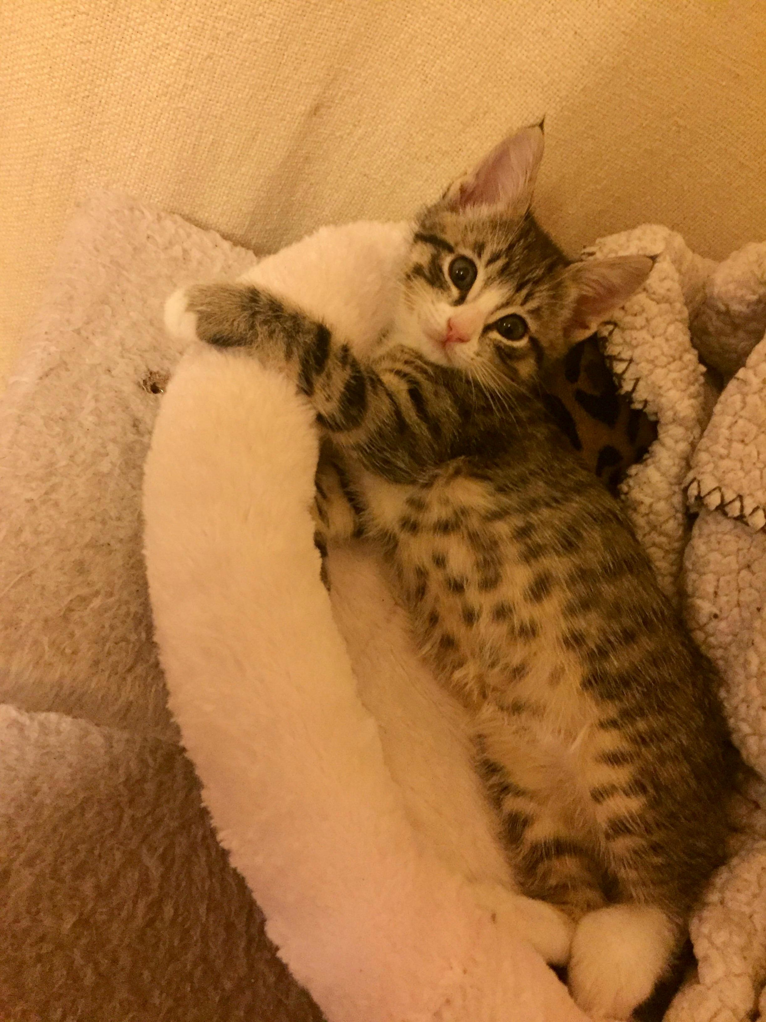 One of my favorite things about my kitten is his polka dot belly.