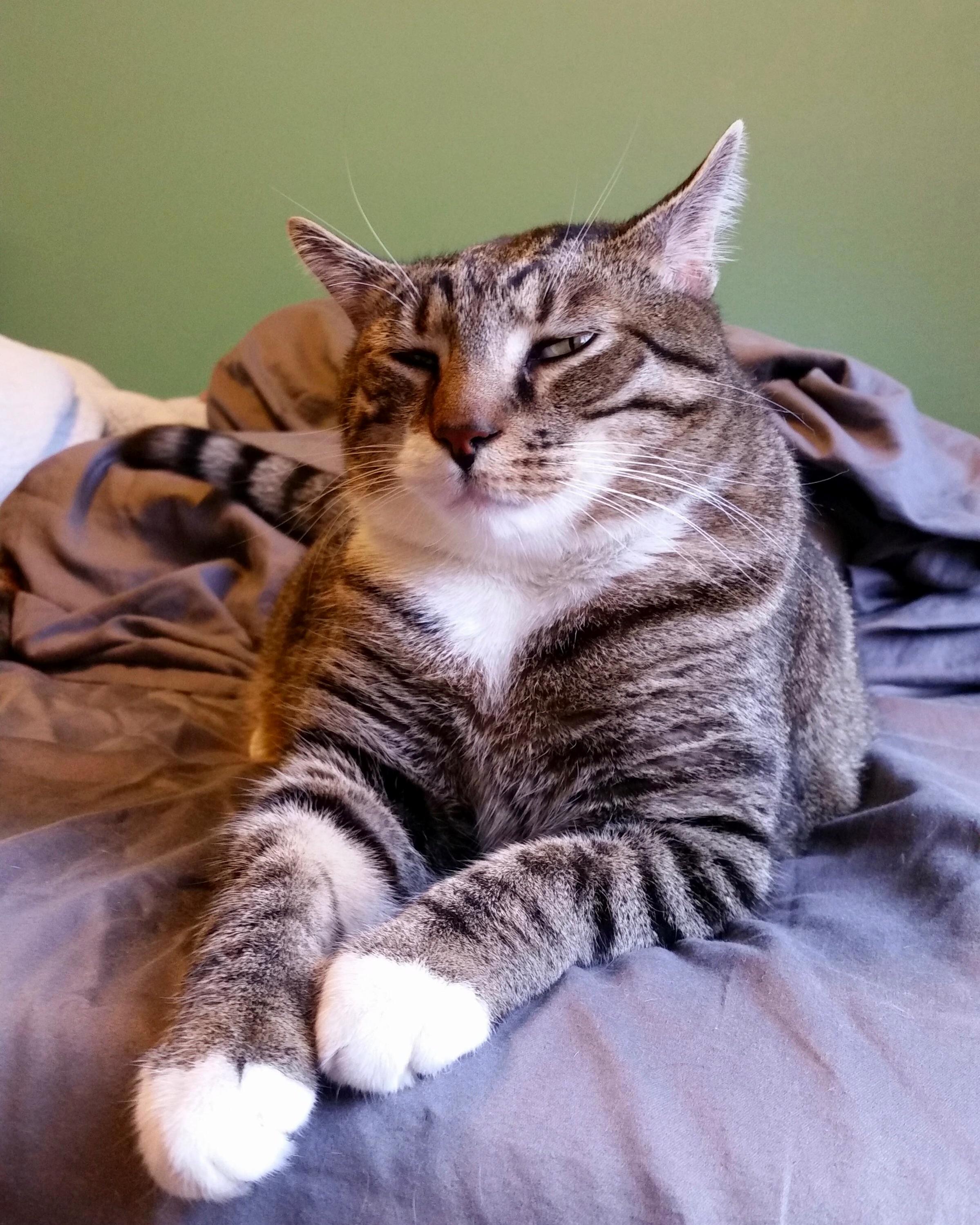 Pancake is skeptical about my request to get out of bed