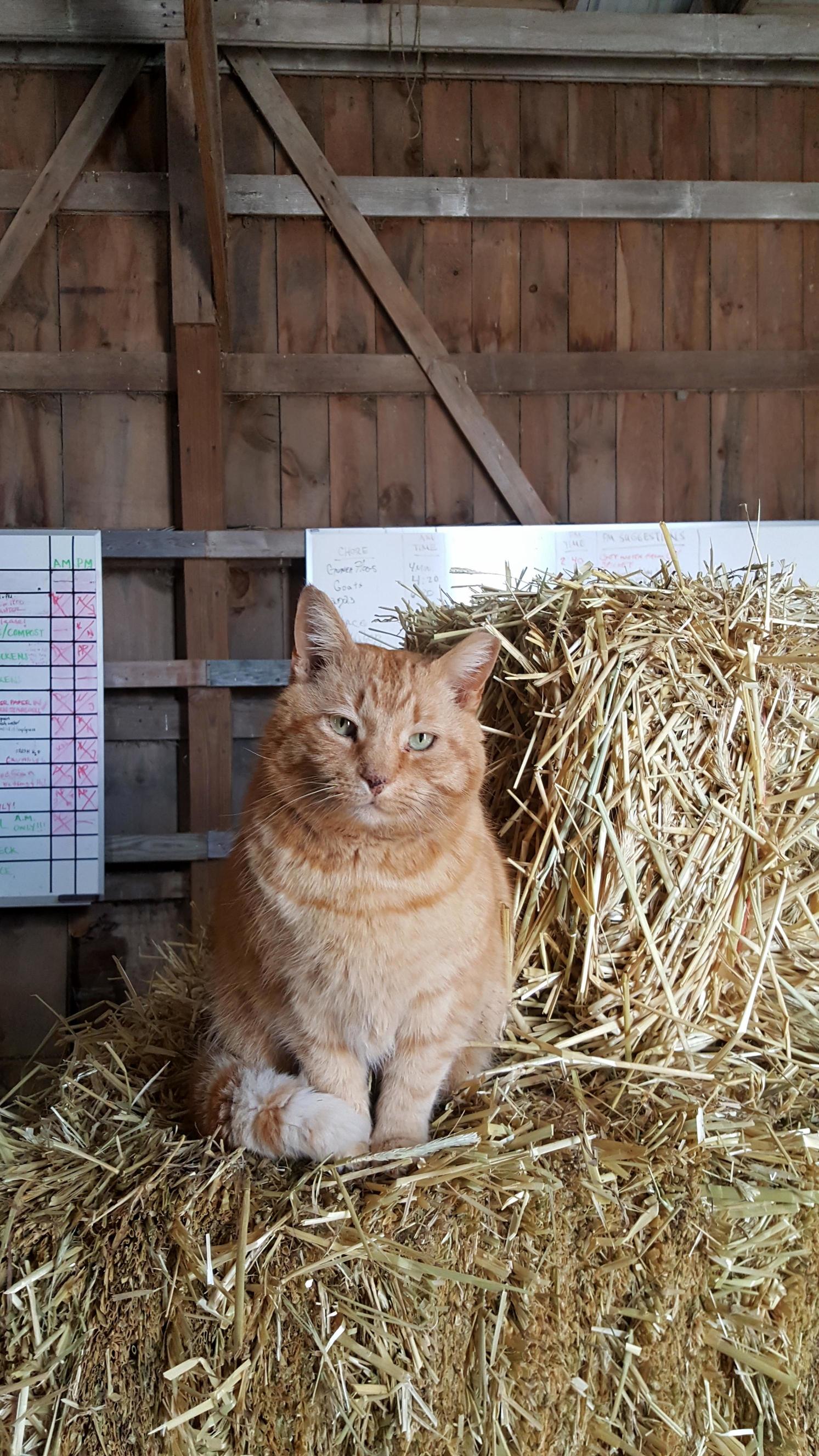 Pony cat looking dapper in the barn.