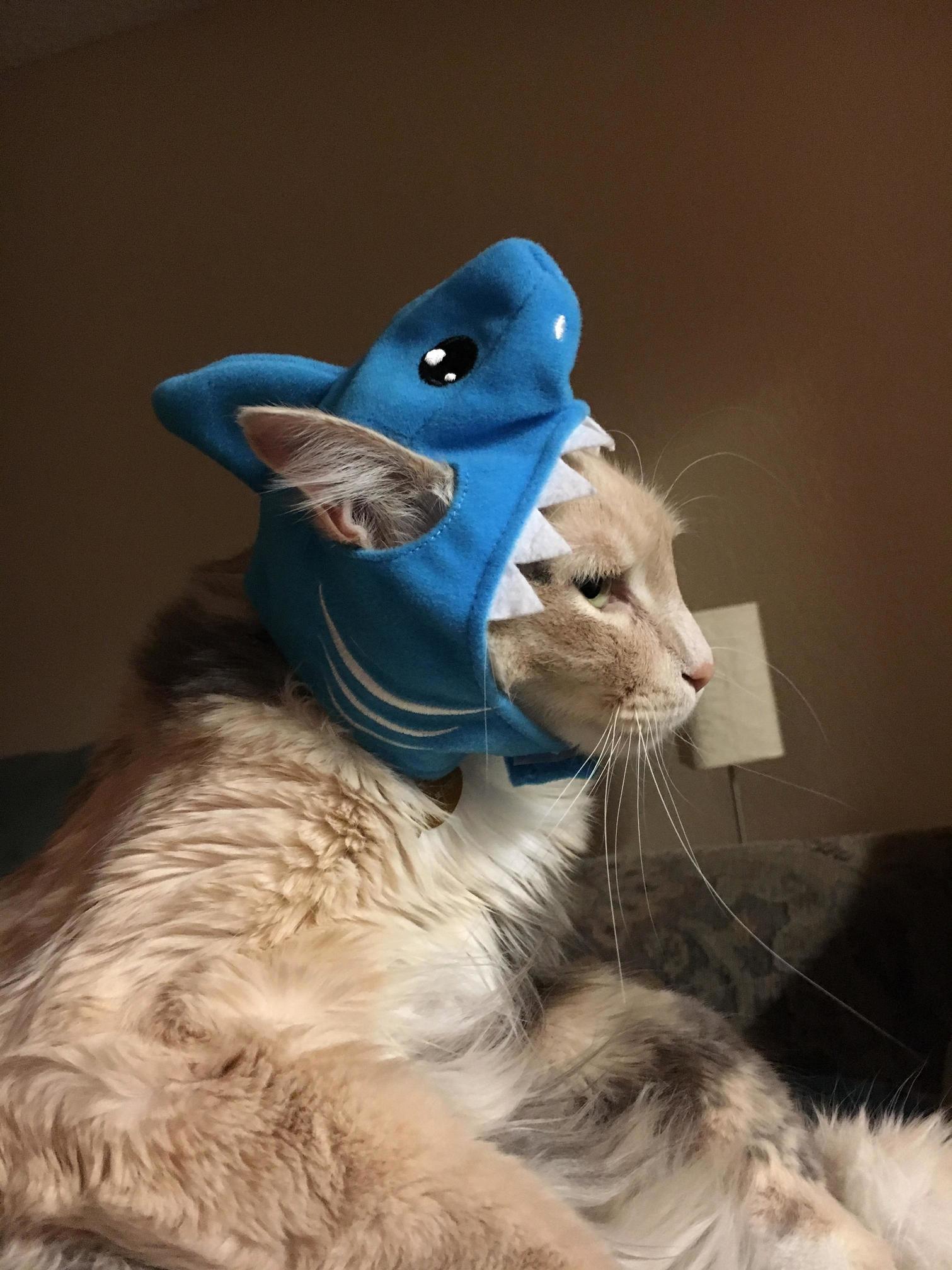 Pray for my fluffy girl serious head injuries from this horrific shark attack last night