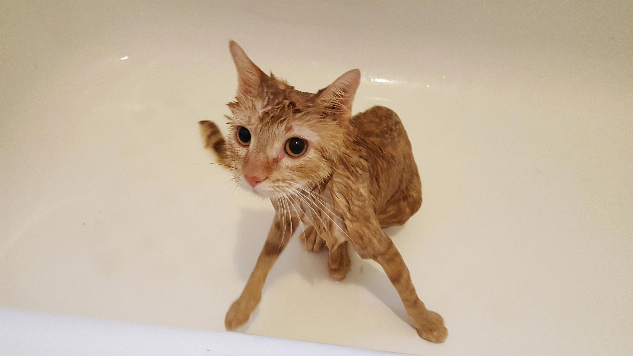 Rusty shackleford is blind and deaf so sometimes he needs extra help staying clean.