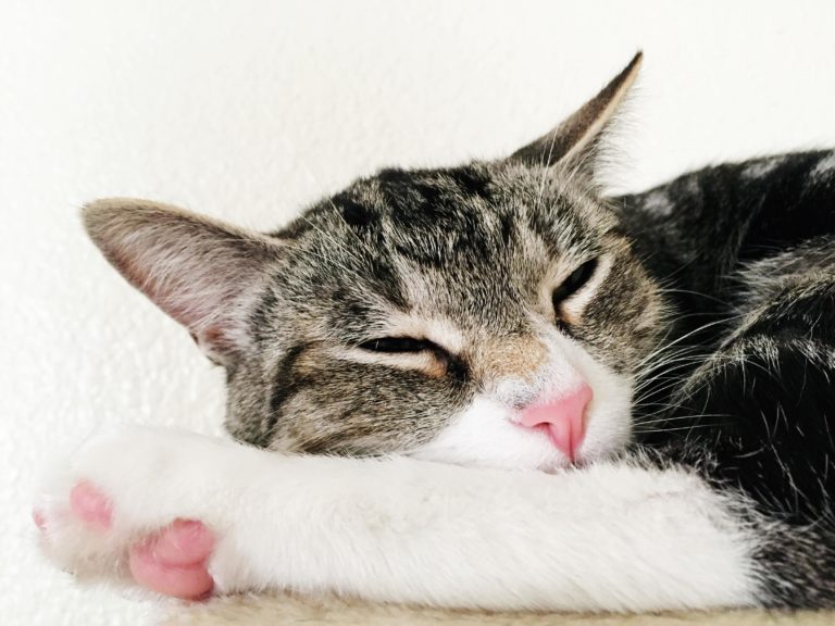 My Cat Is Special Cute cats HQ Pictures of cute cats and kittens