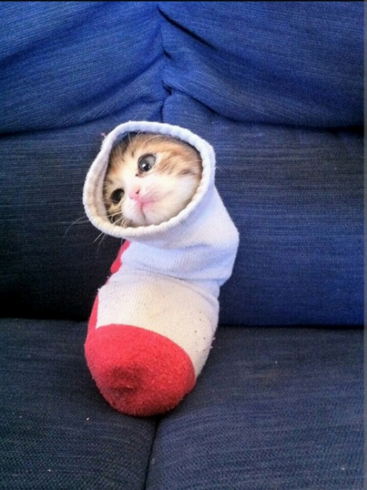 Sock kitten xpost from rburritokitten