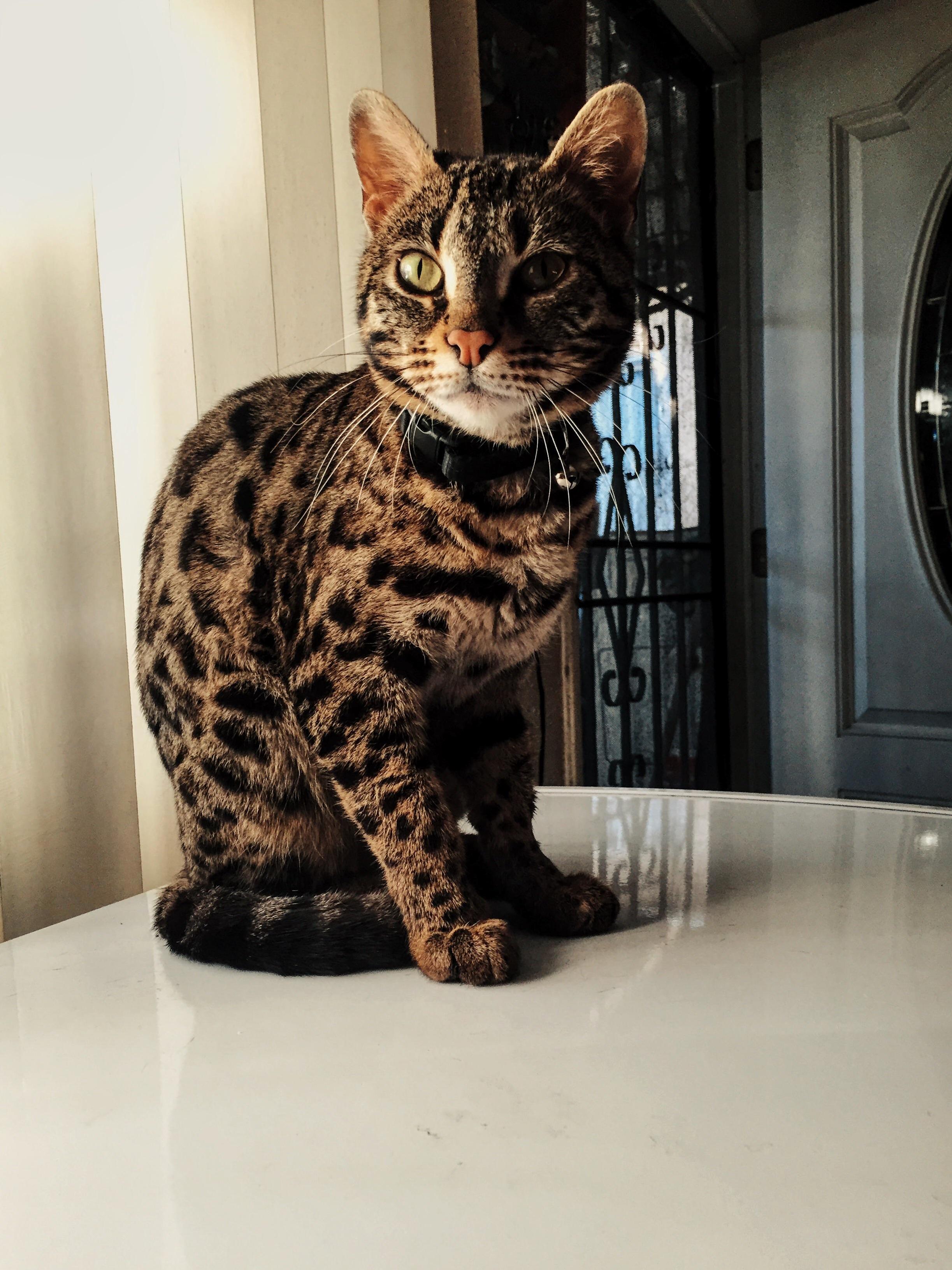 This is pepper my f1 bengal