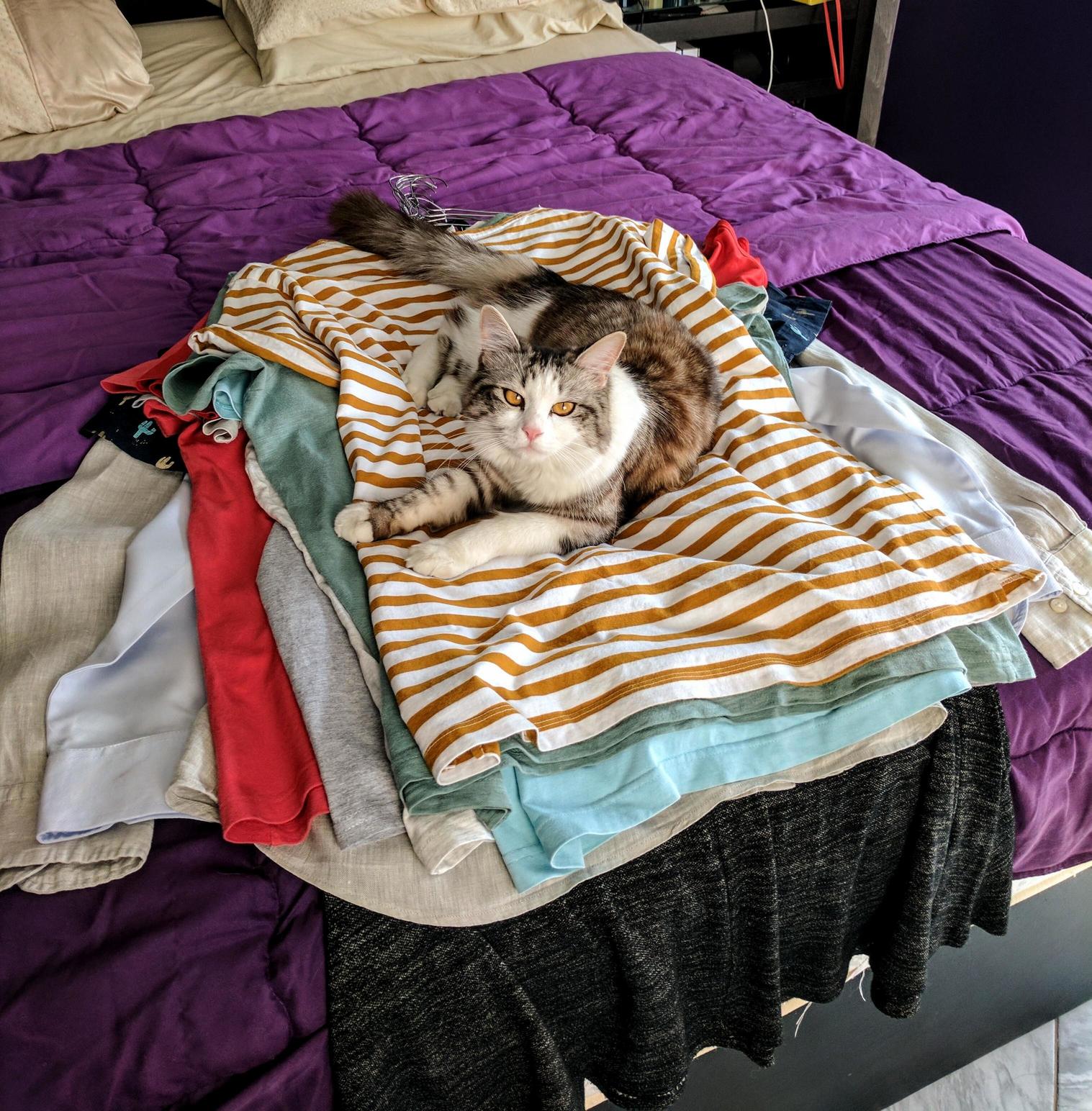 What a nice pile of clean clothes you have here. it would be a shame if someone shed on it.