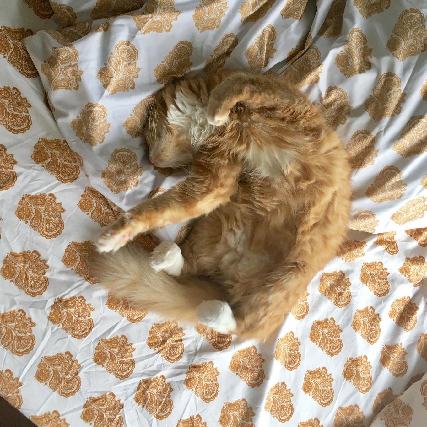 When your cat matches the bedspread