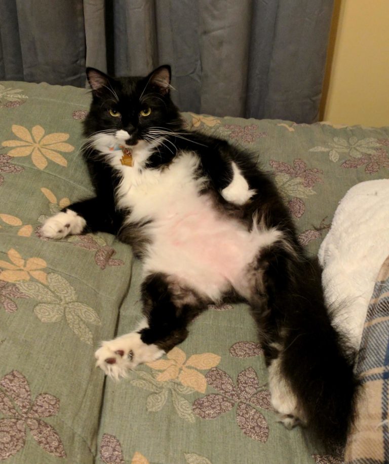 My cat likes to sit this way next to the cat pillow Cute cats HQ