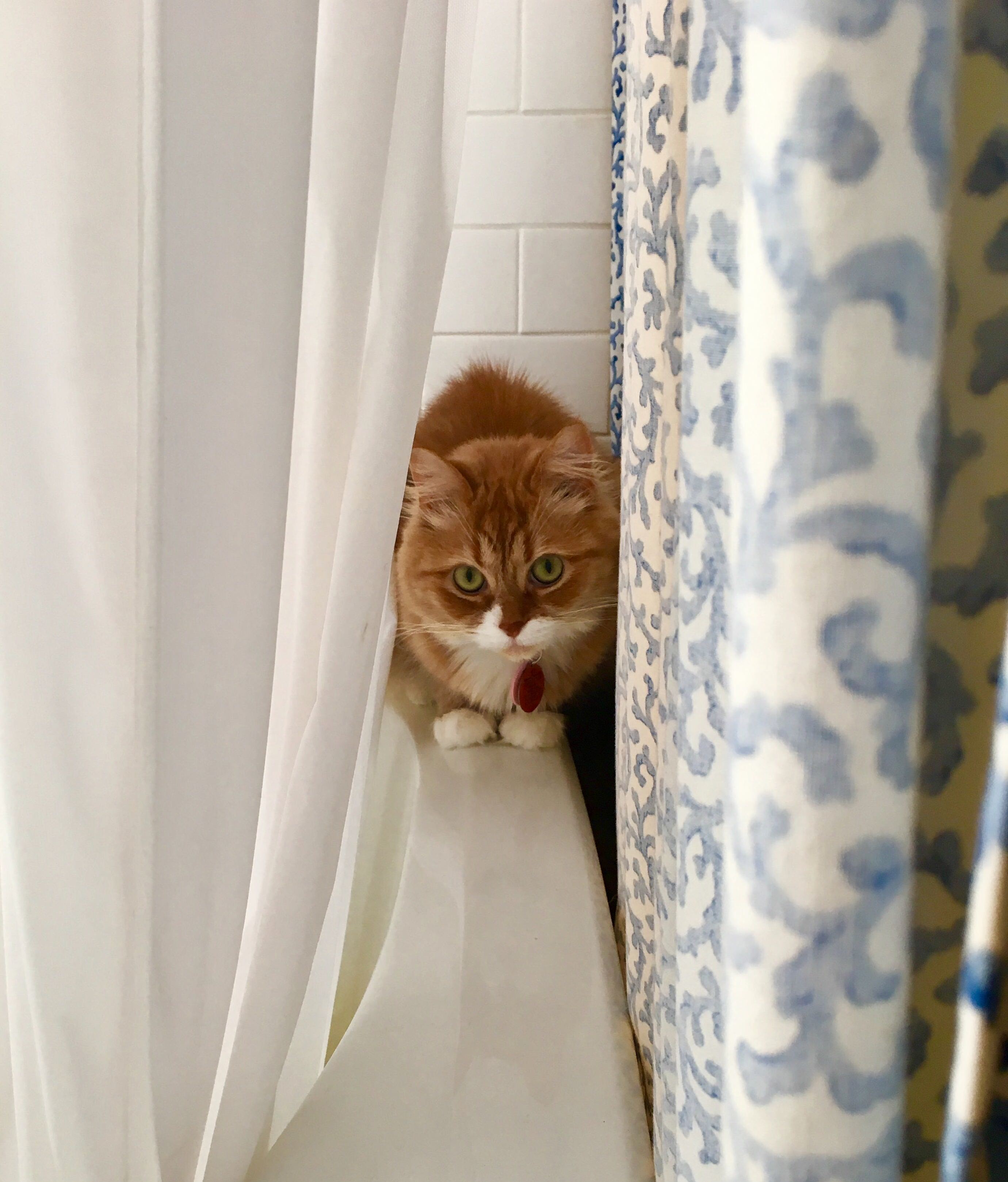 Winston likes to hide between the shower curtains