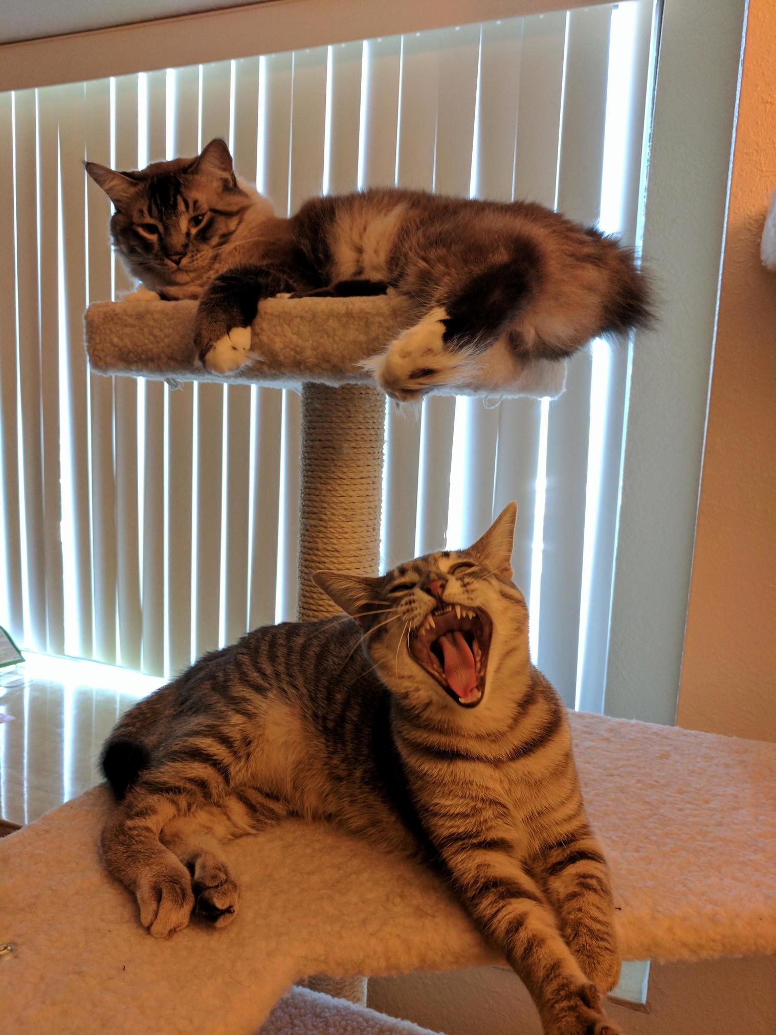 A big yawn.