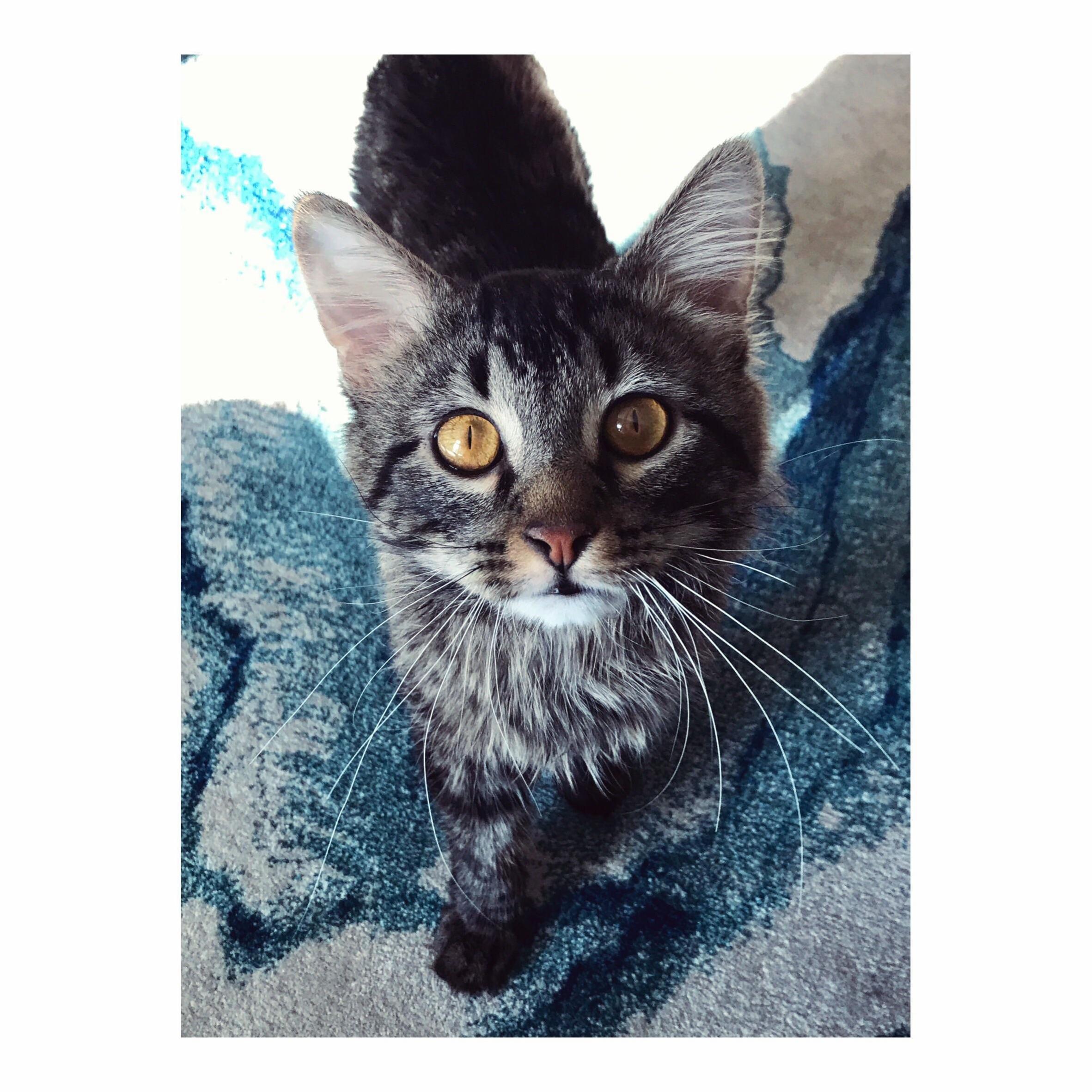 Adopted this handsome fellow a week ago… meet bastian.