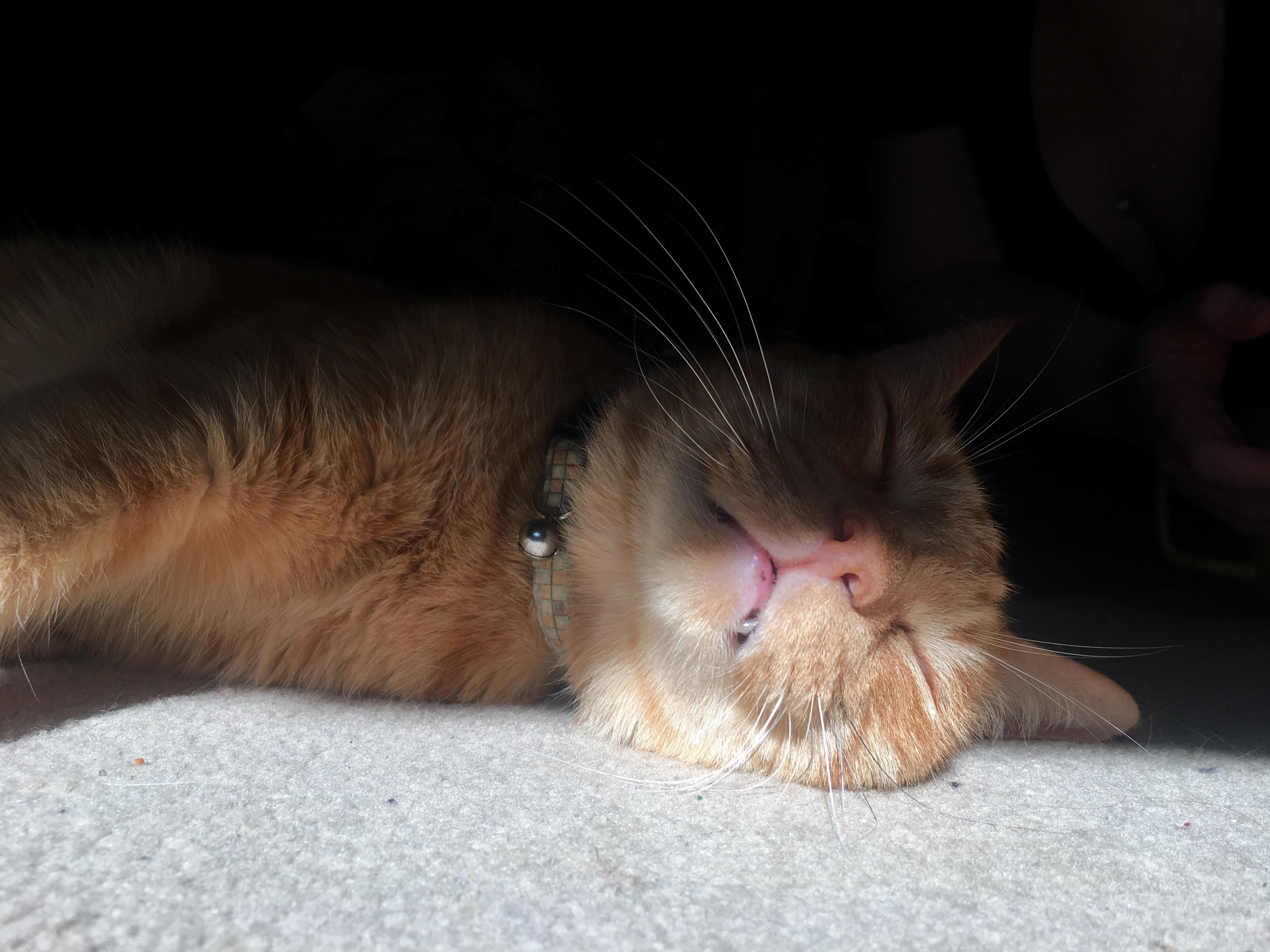 Arthur found a nice sun spot for his nap