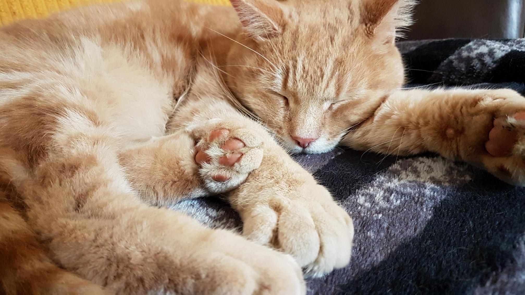 Arthur is a sleeping lion