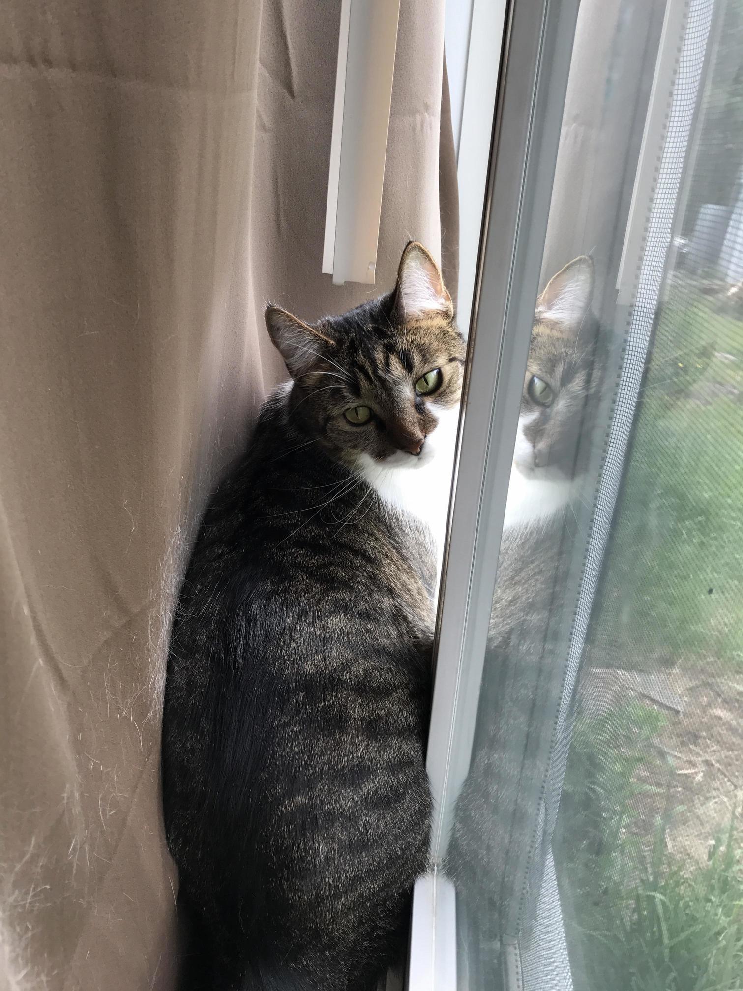 Birdwatching from behind the curtains x post rtobycat