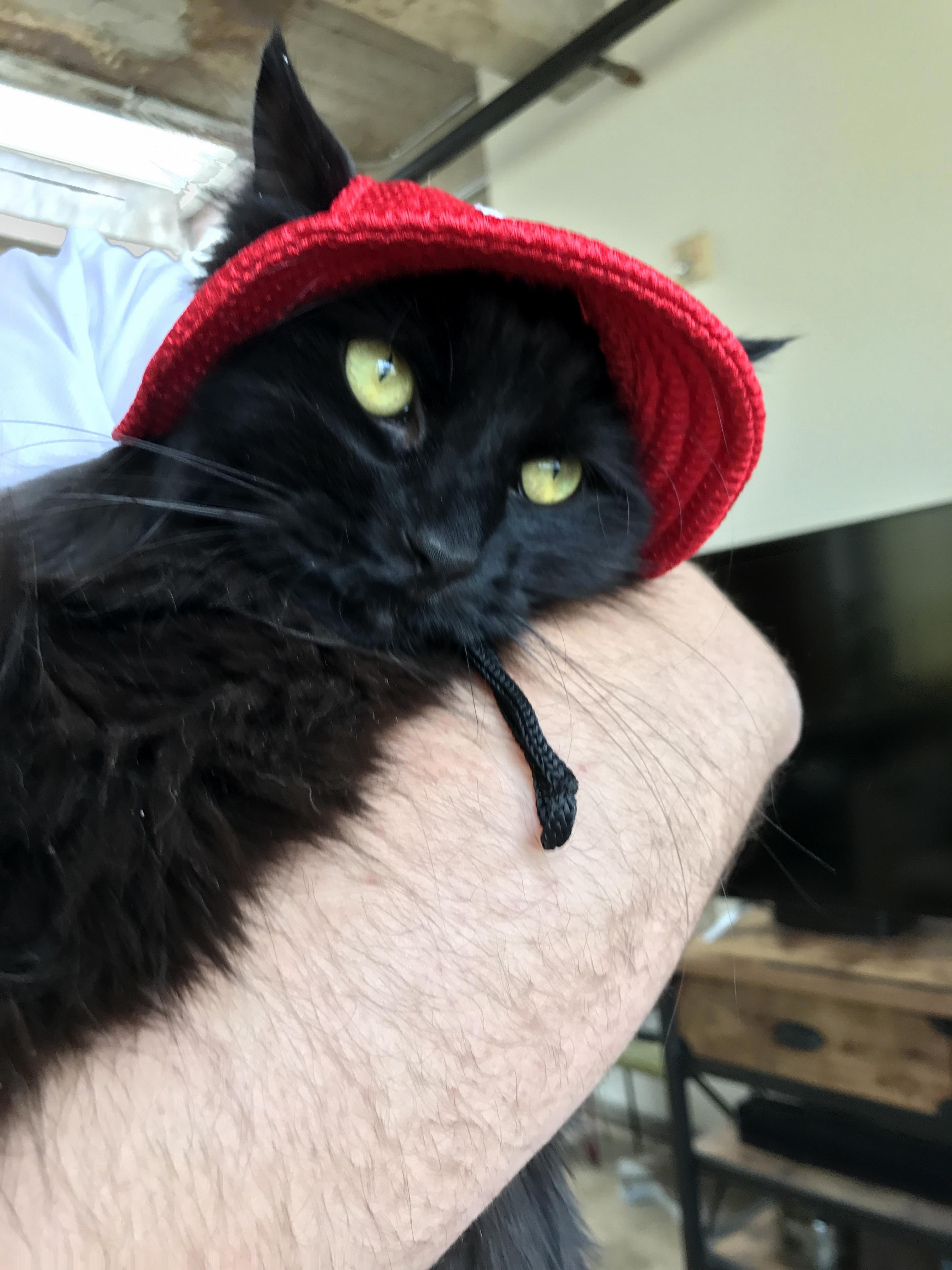Bought ranger a gardening hat off a sketchy instagram page. not disappointed in the slightest.