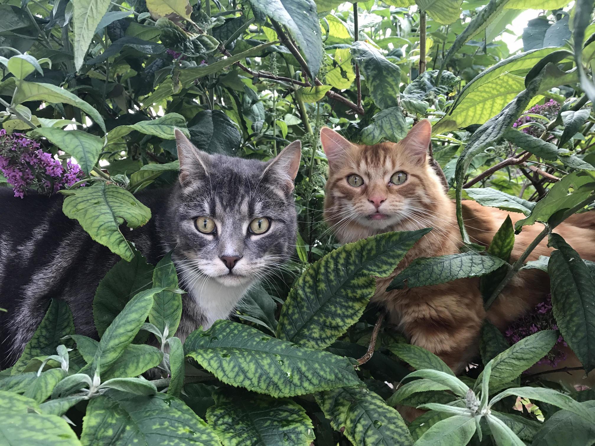 Brothers thor and loki jungle explorers.