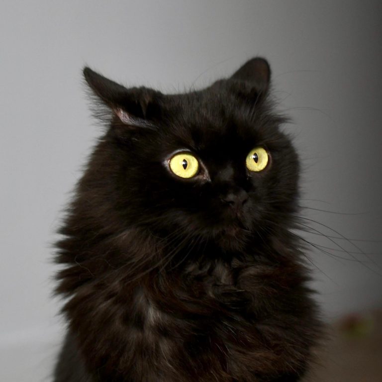 Shes A Tree Dweller Cute cats HQ Pictures of cute cats and kittens