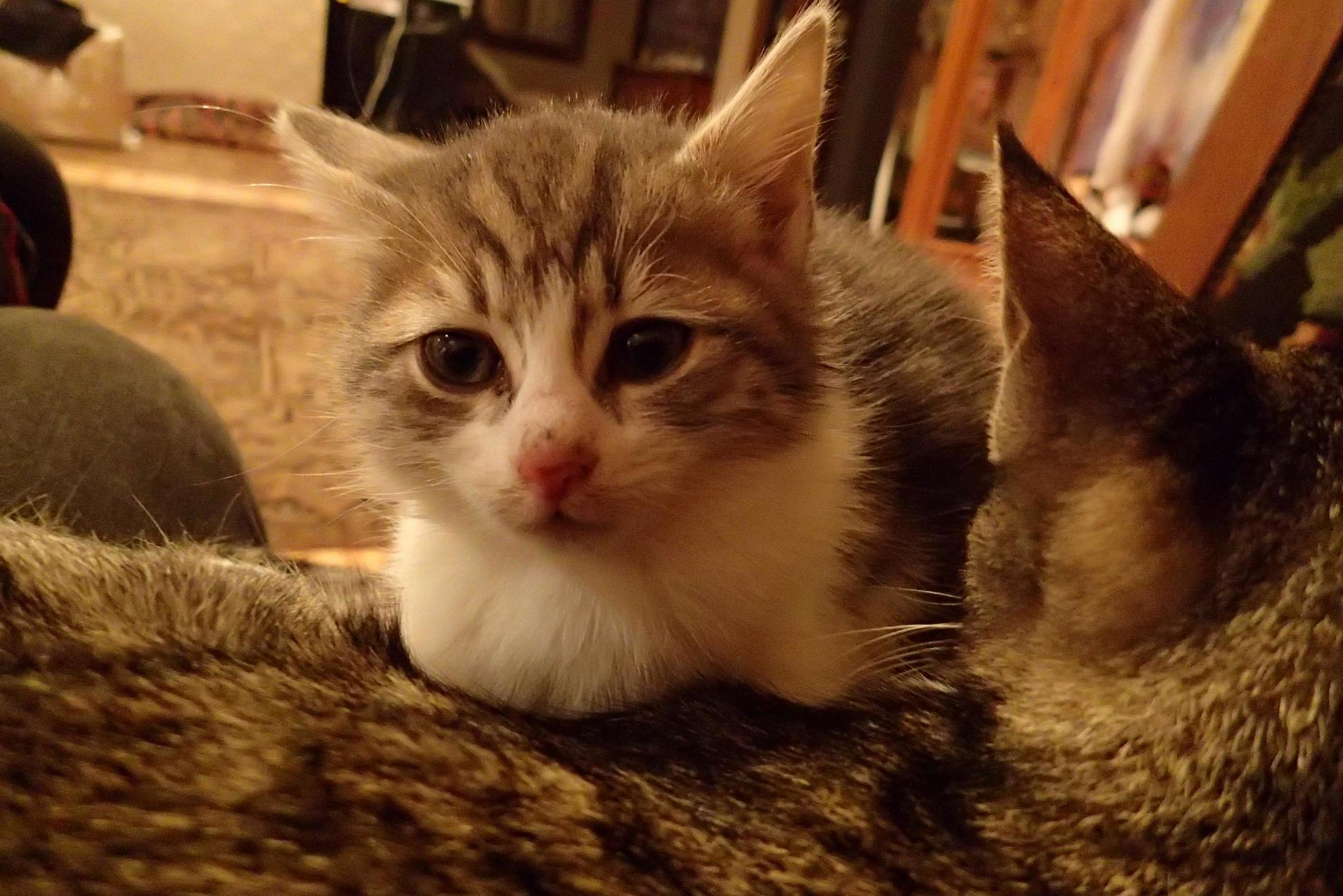 Drowsy little kitten doesnt know what to make of the camera