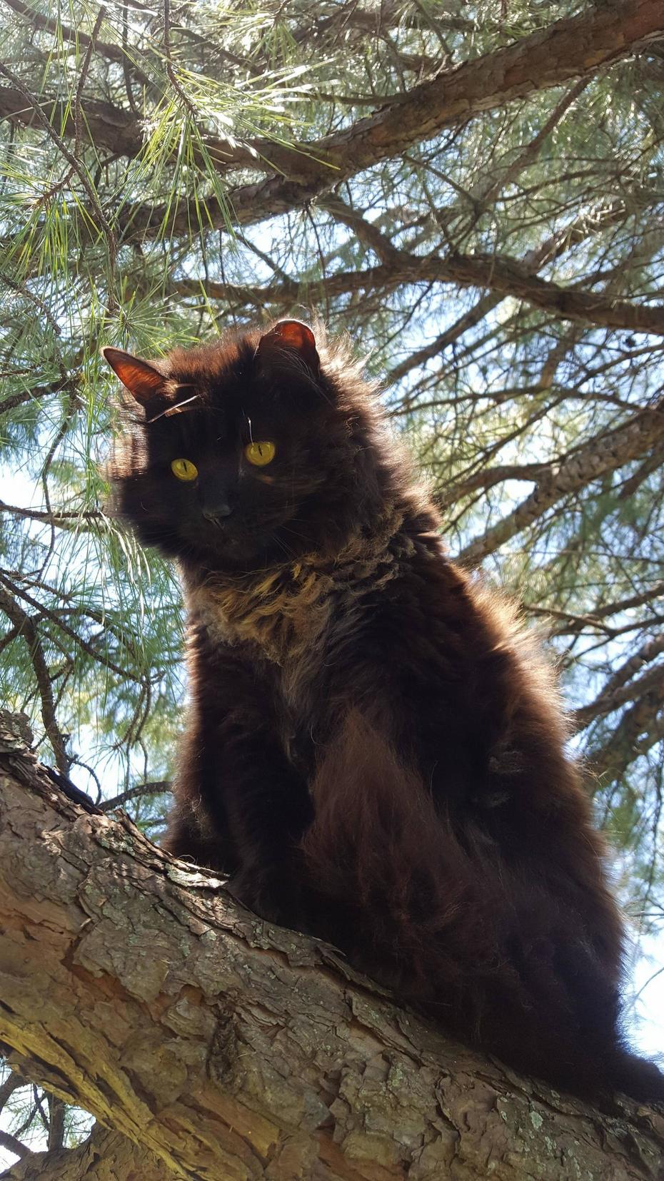 From a wal mart parking lot to loving the farm life climbing trees. everyone meet the majestic evelyn.