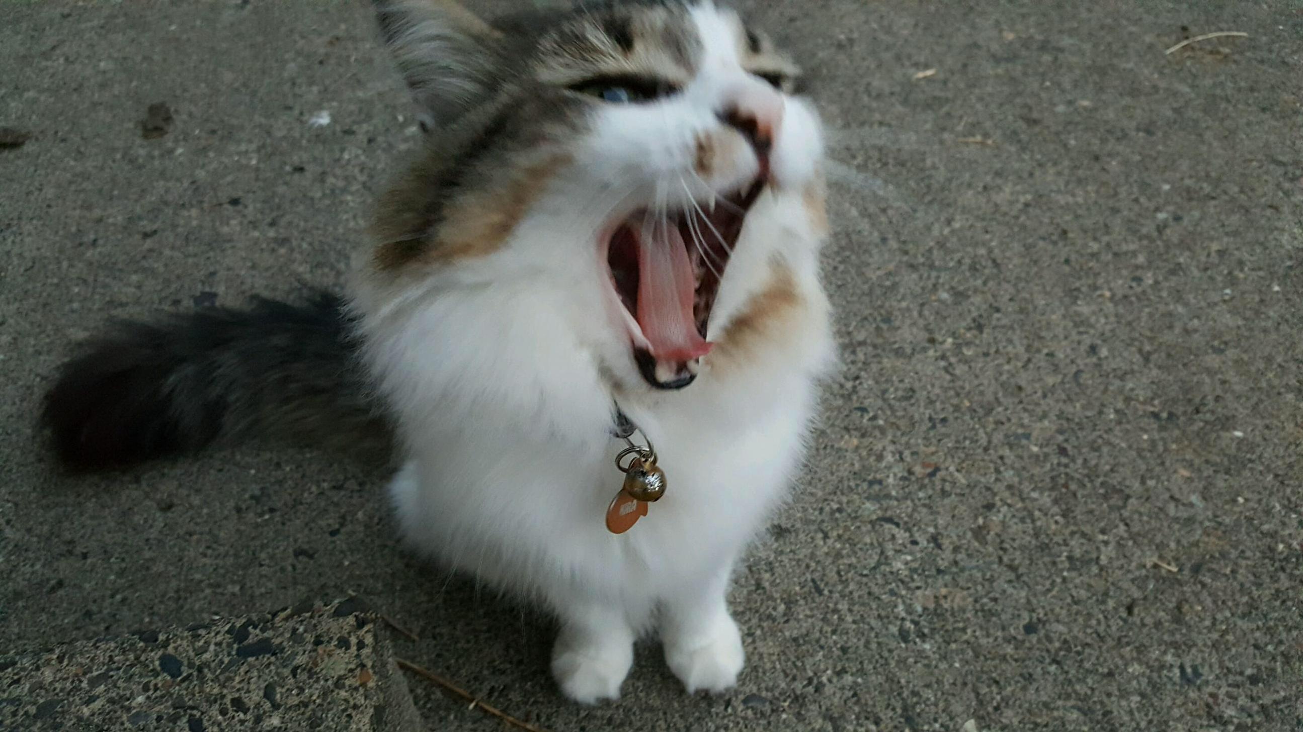 Her roar is fierce