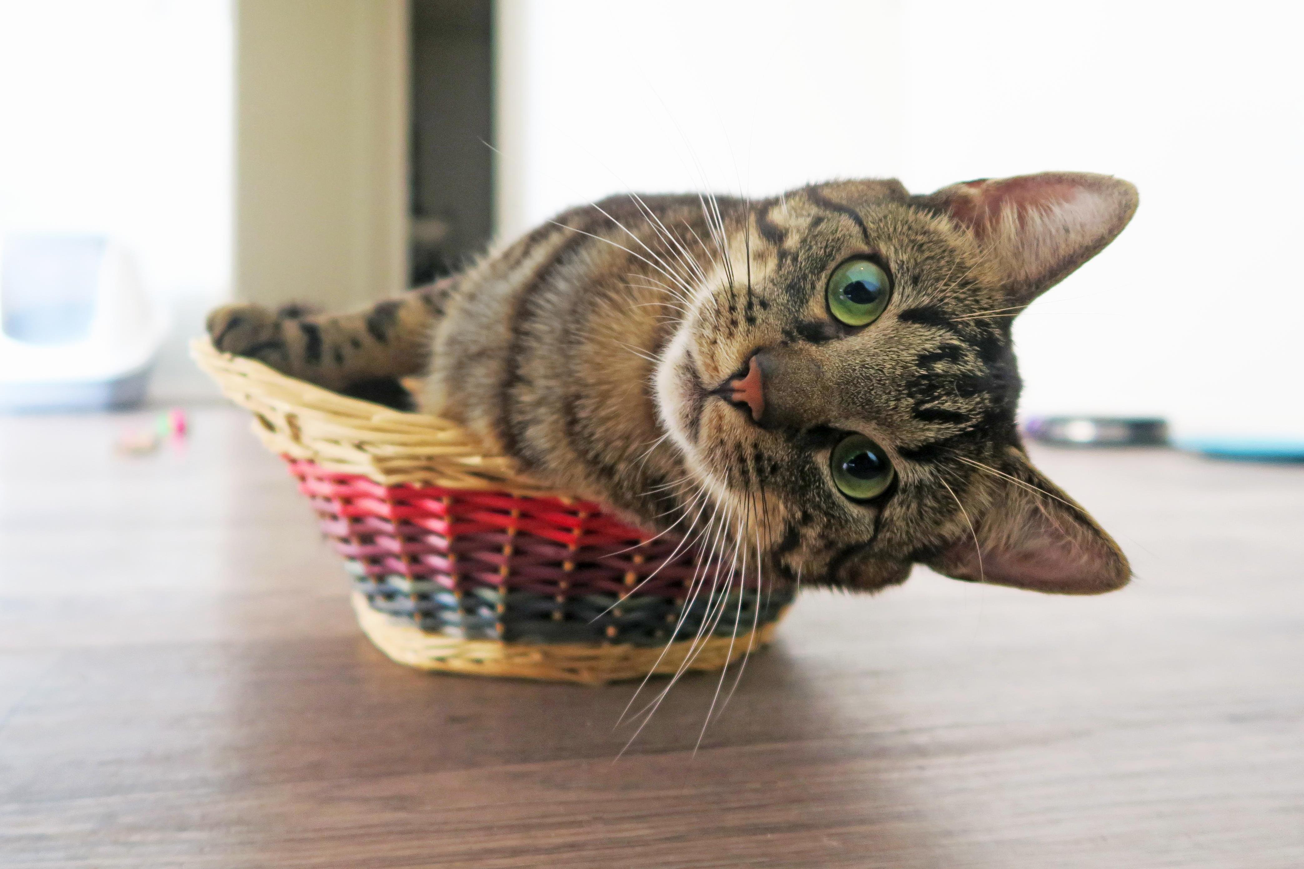 I think hes asking for a bigger basket
