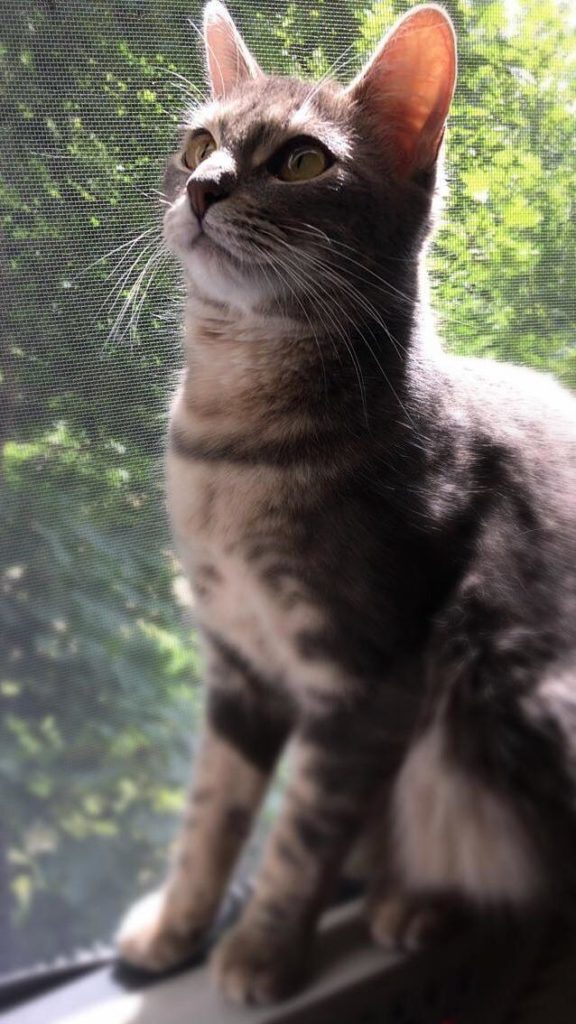 My Cat Wont Stop Eating Paper… Any One Have Any Ideas On What This