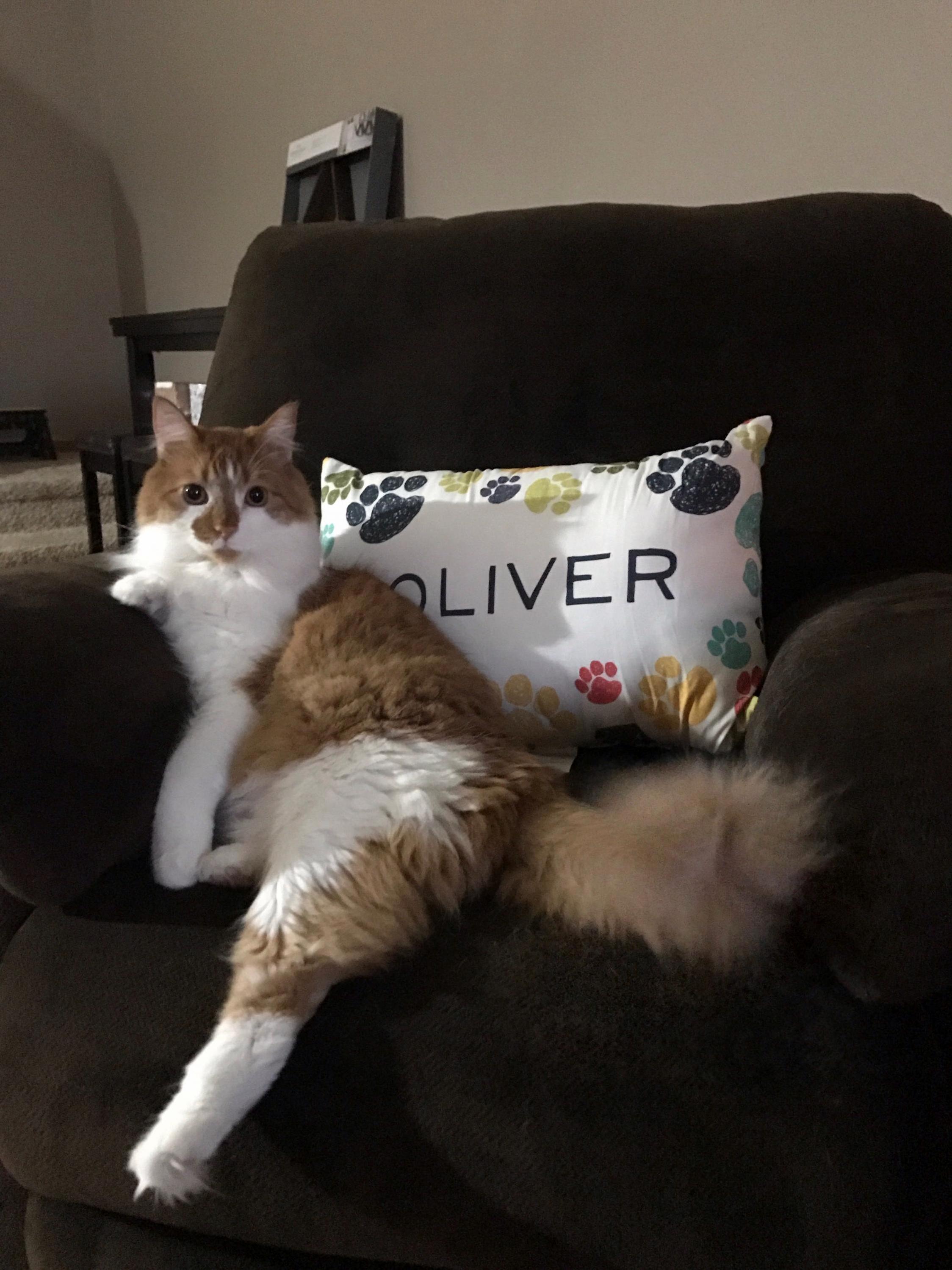 King oliver on his recliner with his pillow.