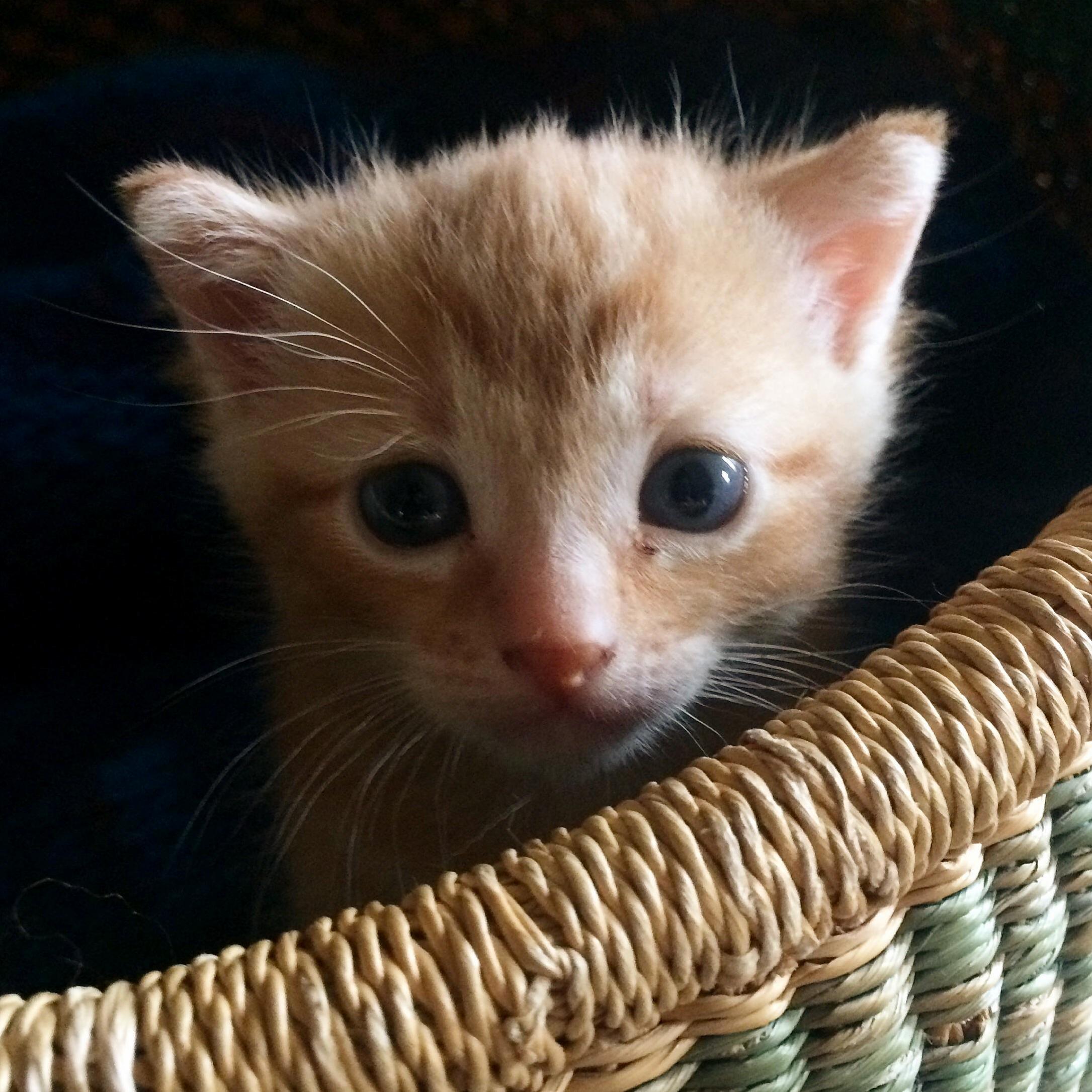 Little kitten in a basket