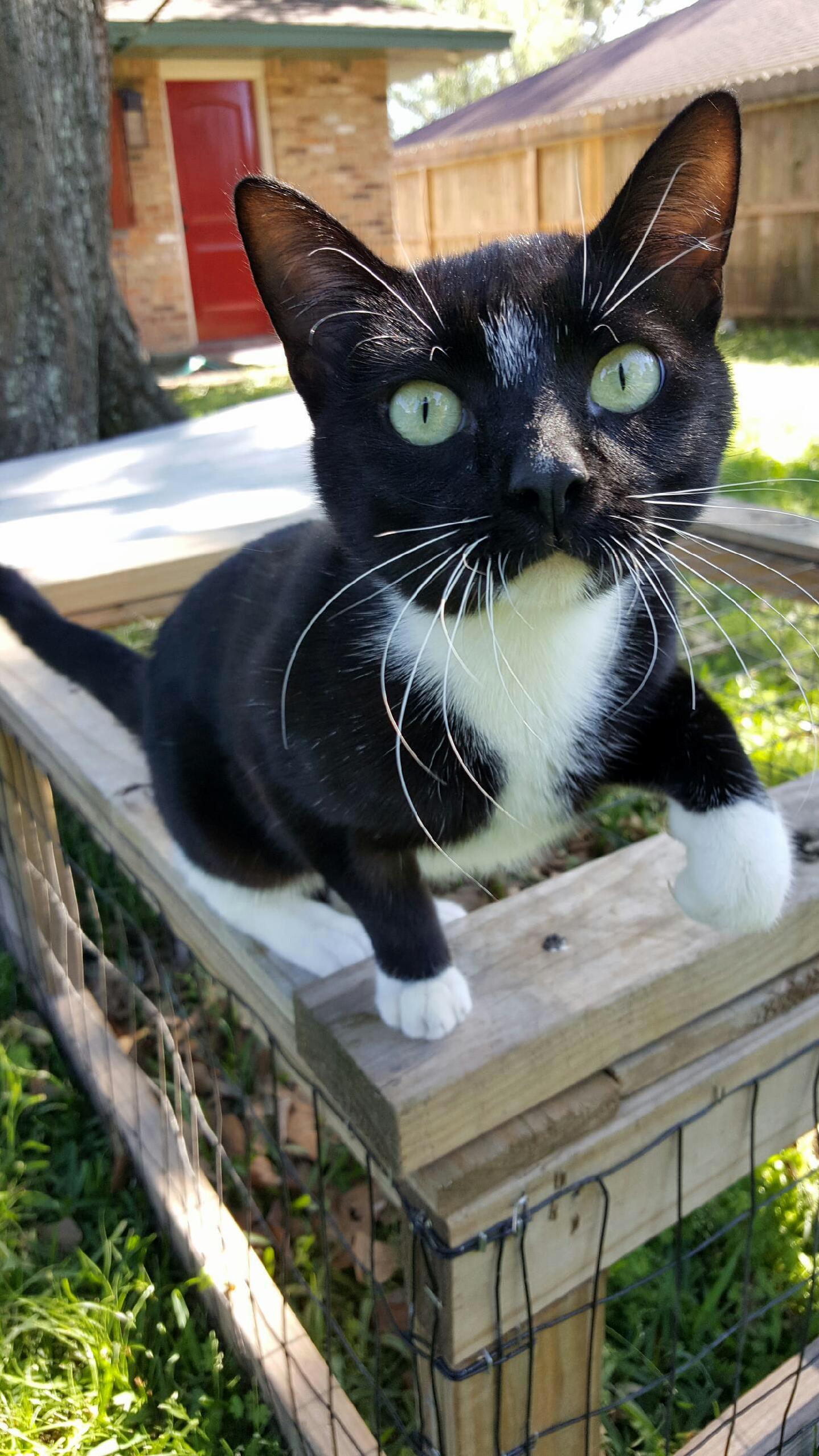 My aunt found this gorgeous kitty hanging out in her backyard his whiskers are too cute