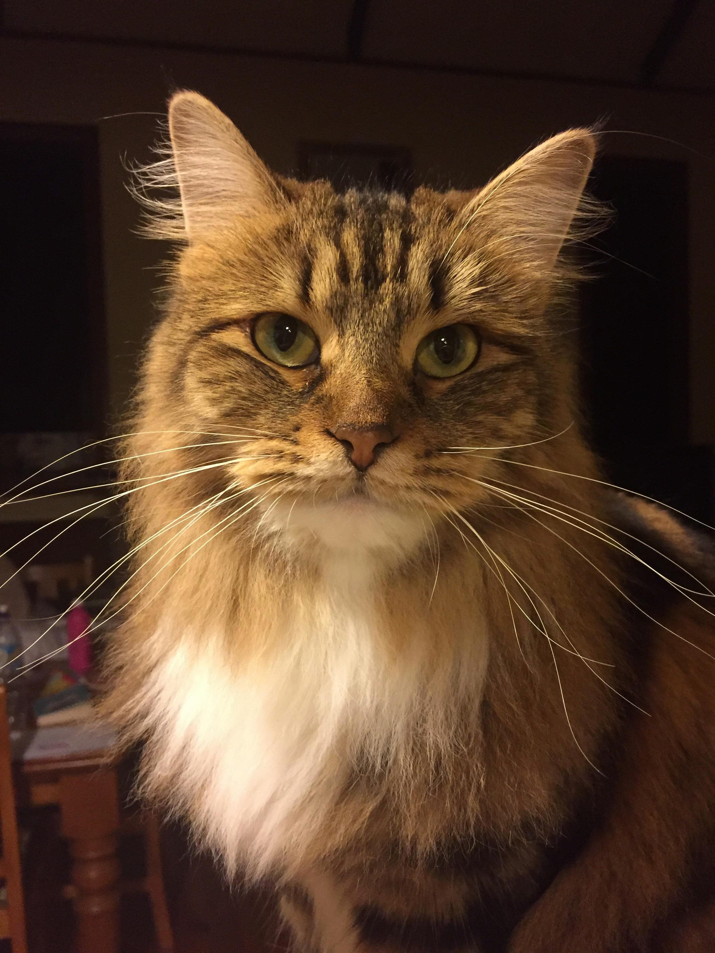 My beautiful margo the siberian – finally ready for her close up after a year