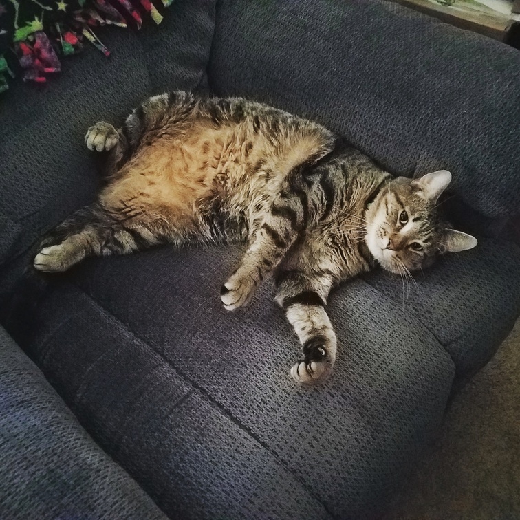 My cats face when i get home and want my chair back. his name is gizmo and i got him as a kitten from the local humane society. hes 3.