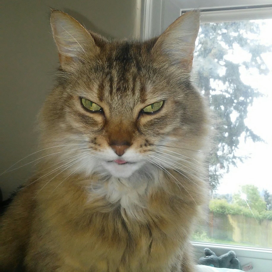 My friend tybee giving an indignant micro blep.