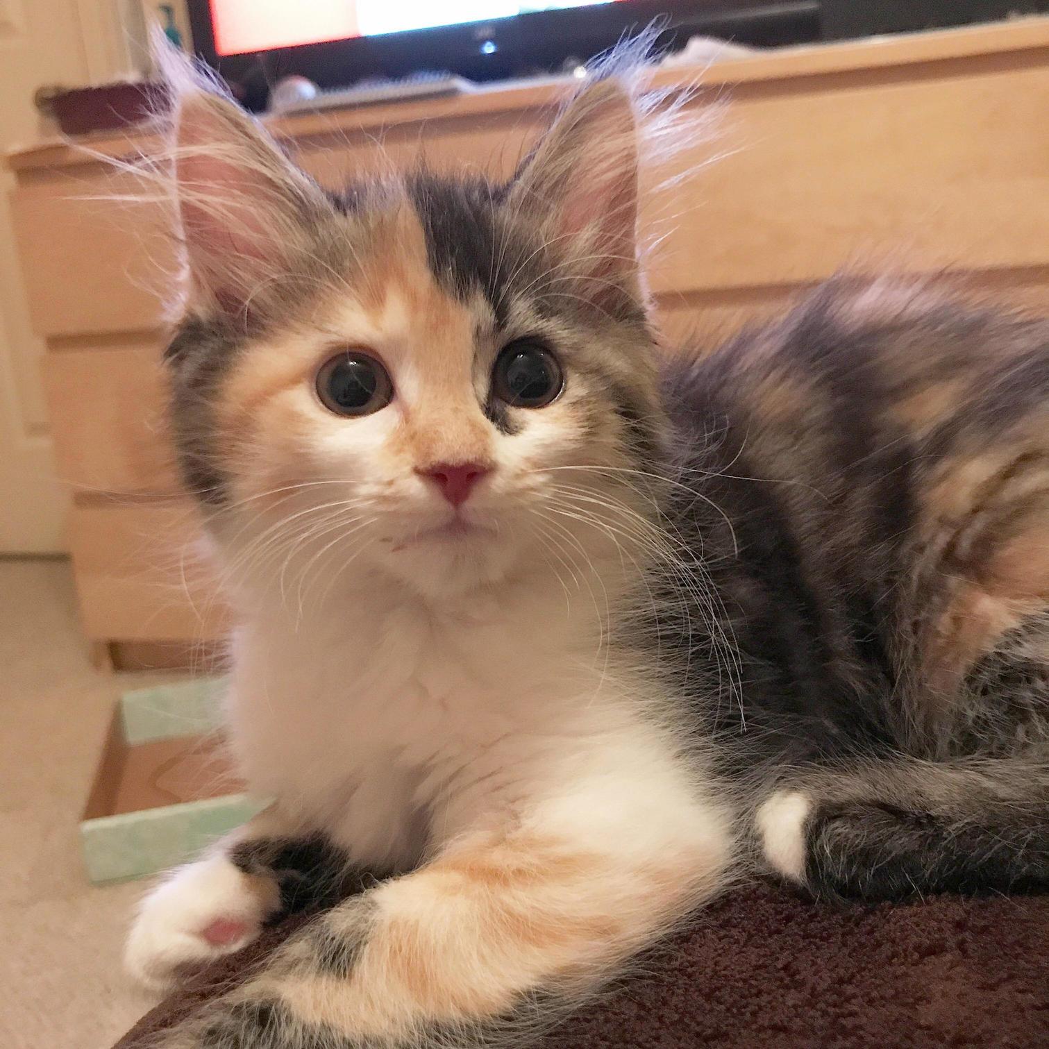 My name is chloe i only like to sleep beside your face my purr will keep you up all night and my new family is already wrapped around my little finger.