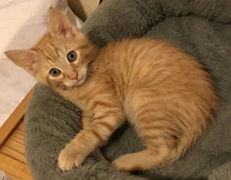 Kill, kill kill !!! Cute cats HQ Pictures of cute cats and kittens