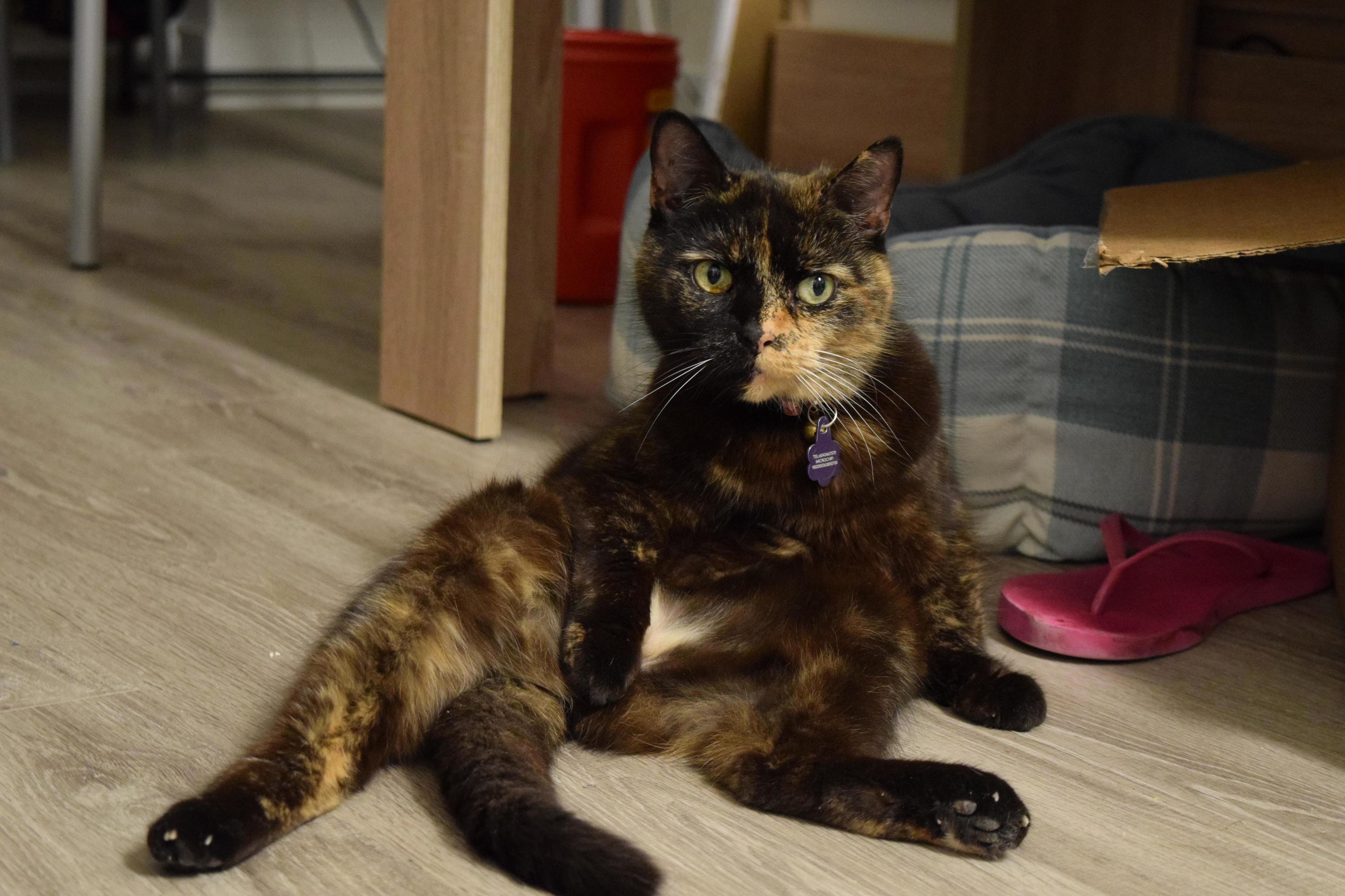 My two faced tortie sitting like a hooman.