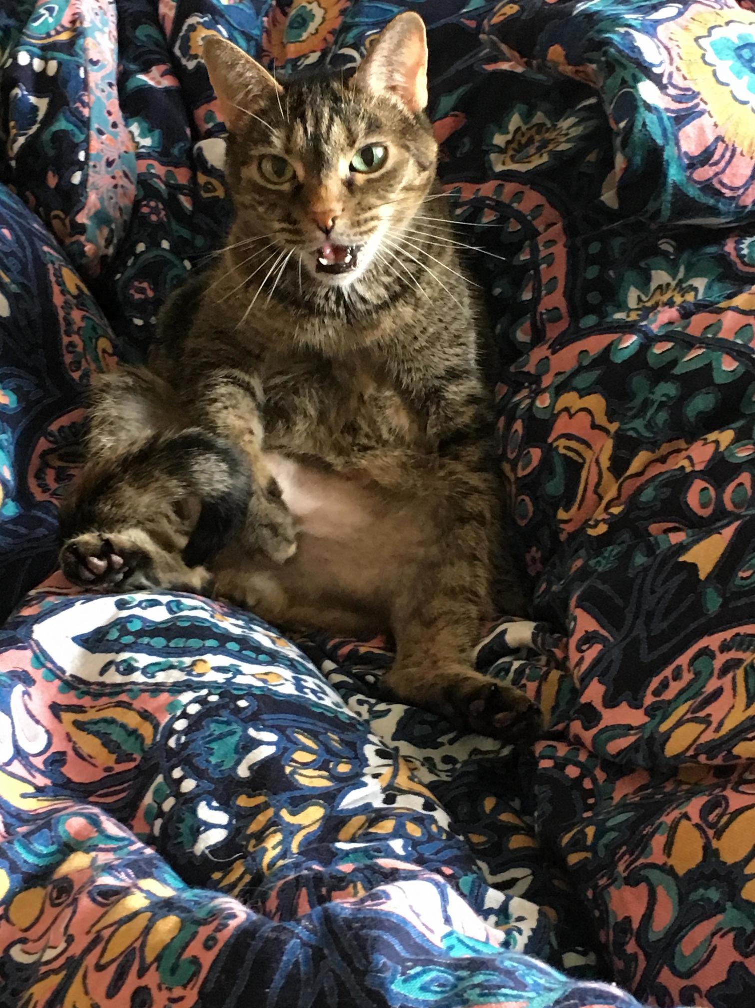 My weird cat olive. in all of her goofy glory.