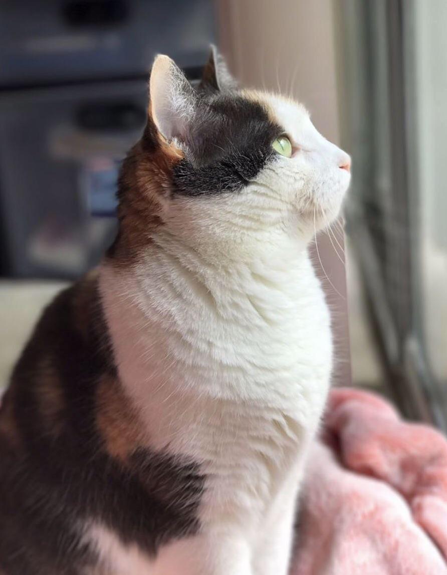 Our beautiful calico mia she has been my best friend in some really difficult times.
