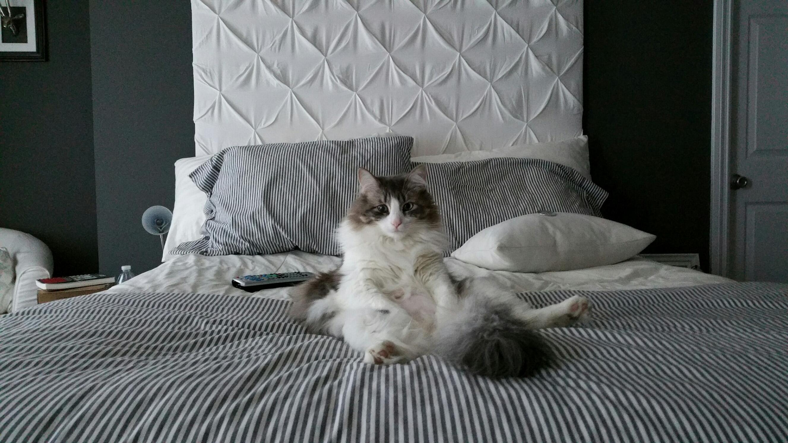 Our cat fred sits like a human
