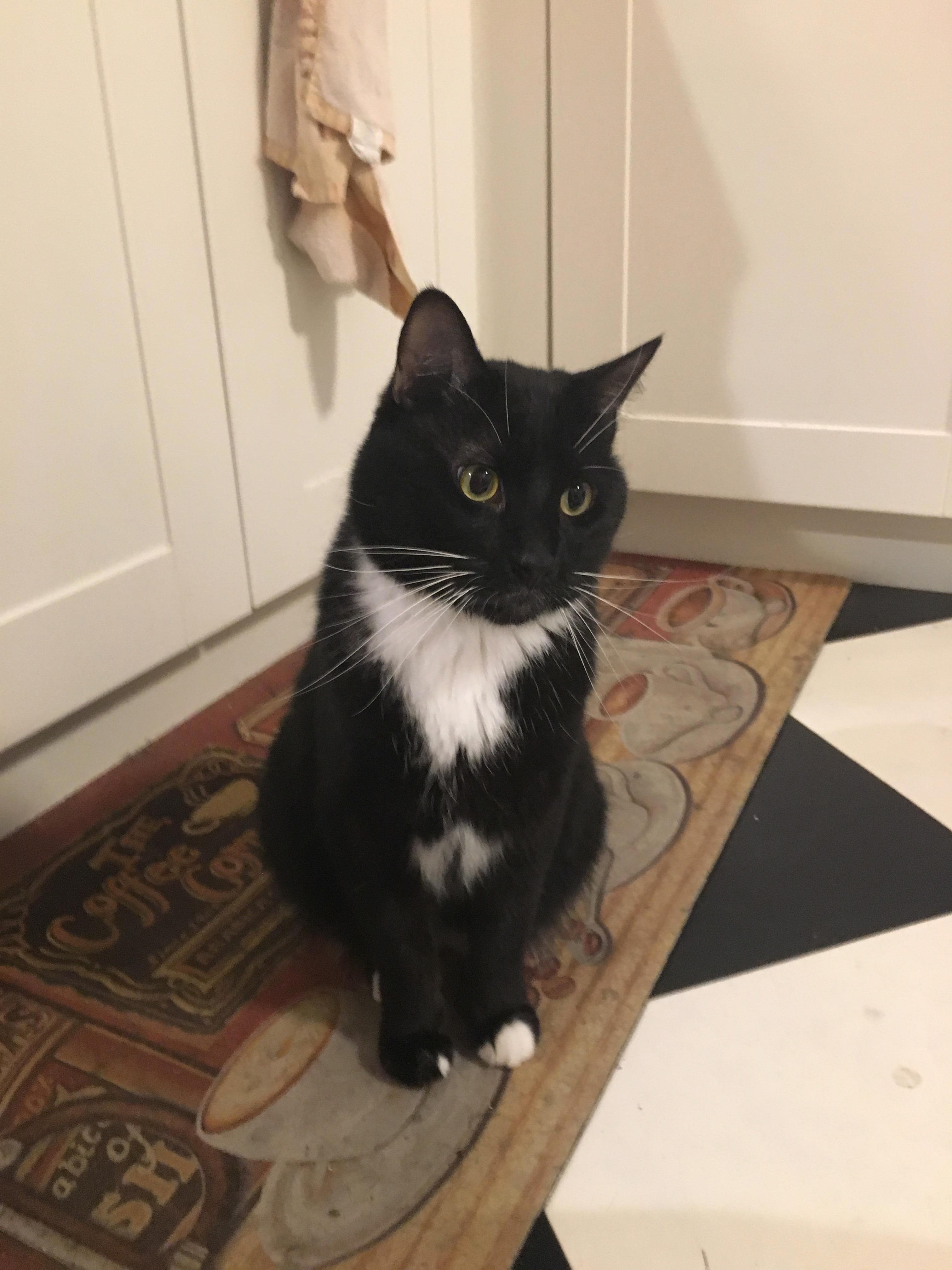 Sheldon matches our kitchen floor and wears tuxedo