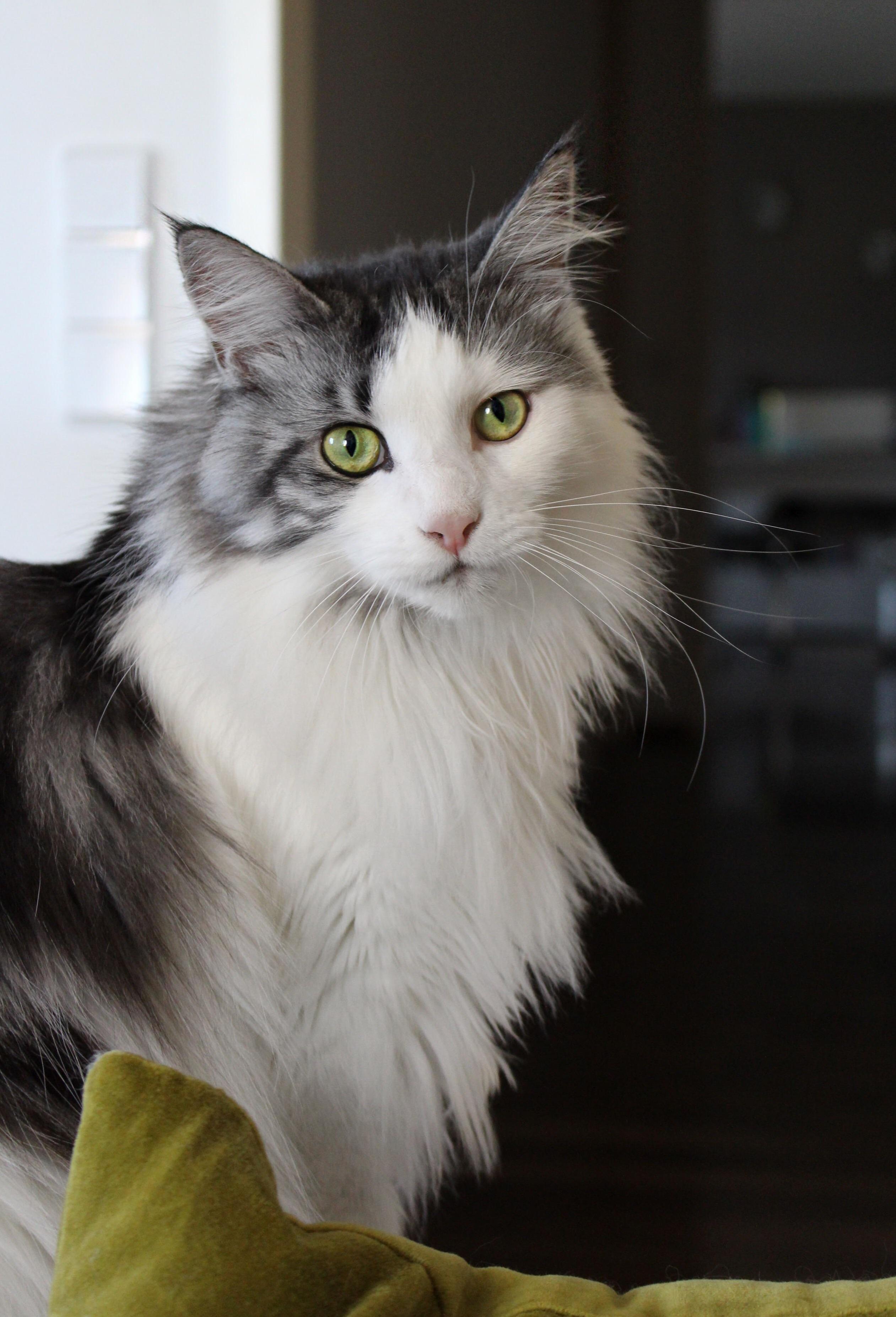 Shooting with my beautiful maine coon model lucy.