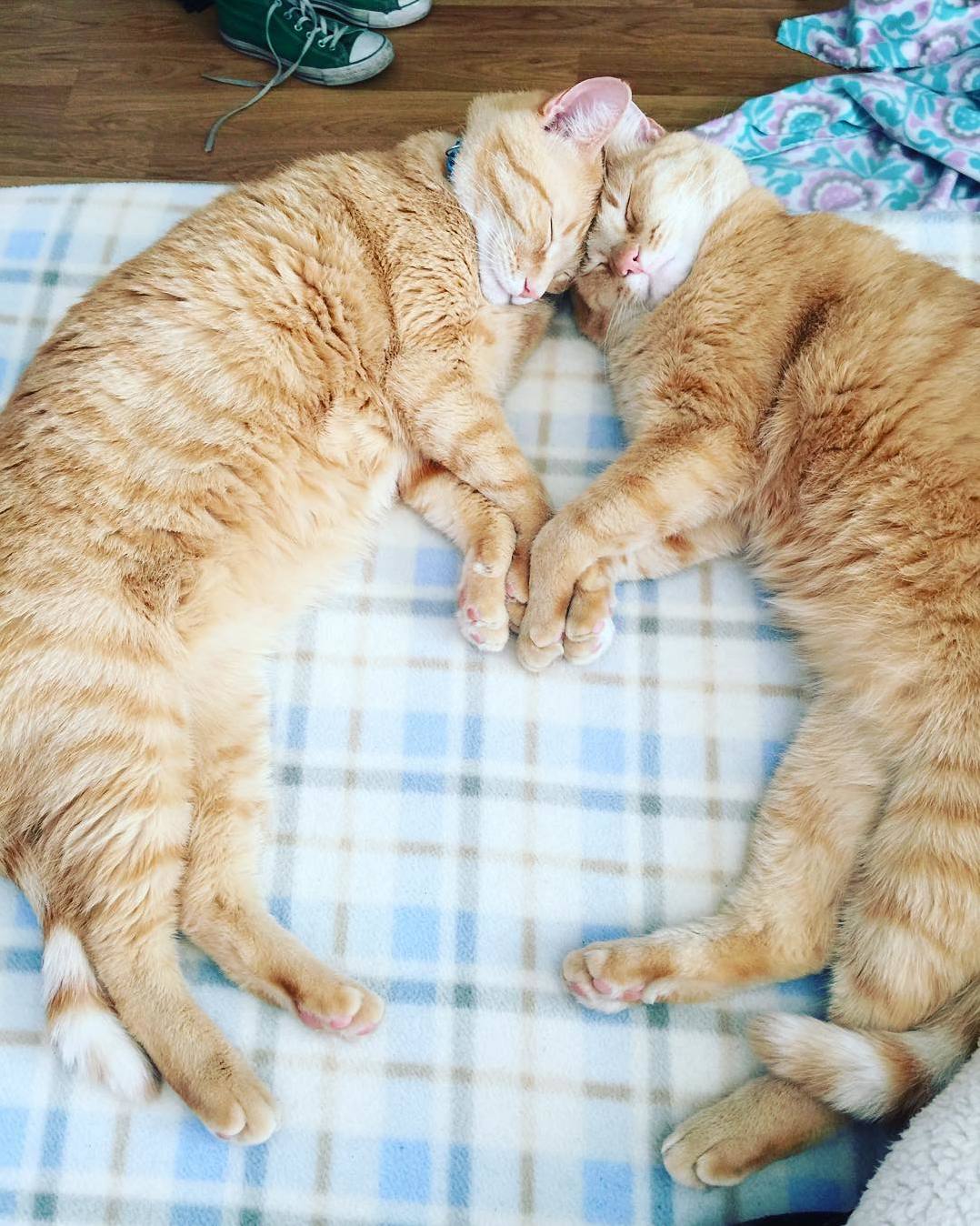 Sleeping brothers holding paws