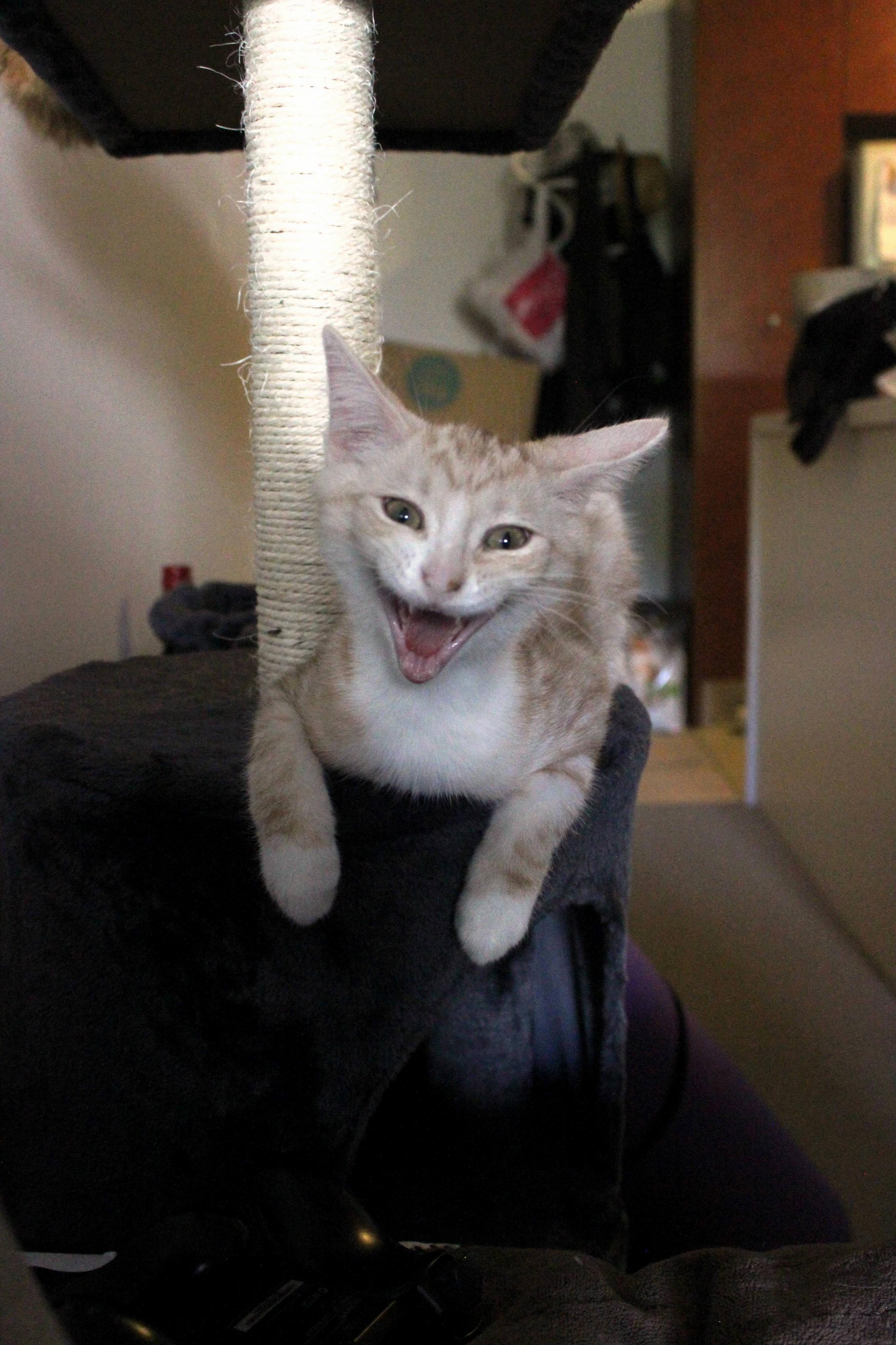 Snapped our kitten mid yawn – result is a little terrifying