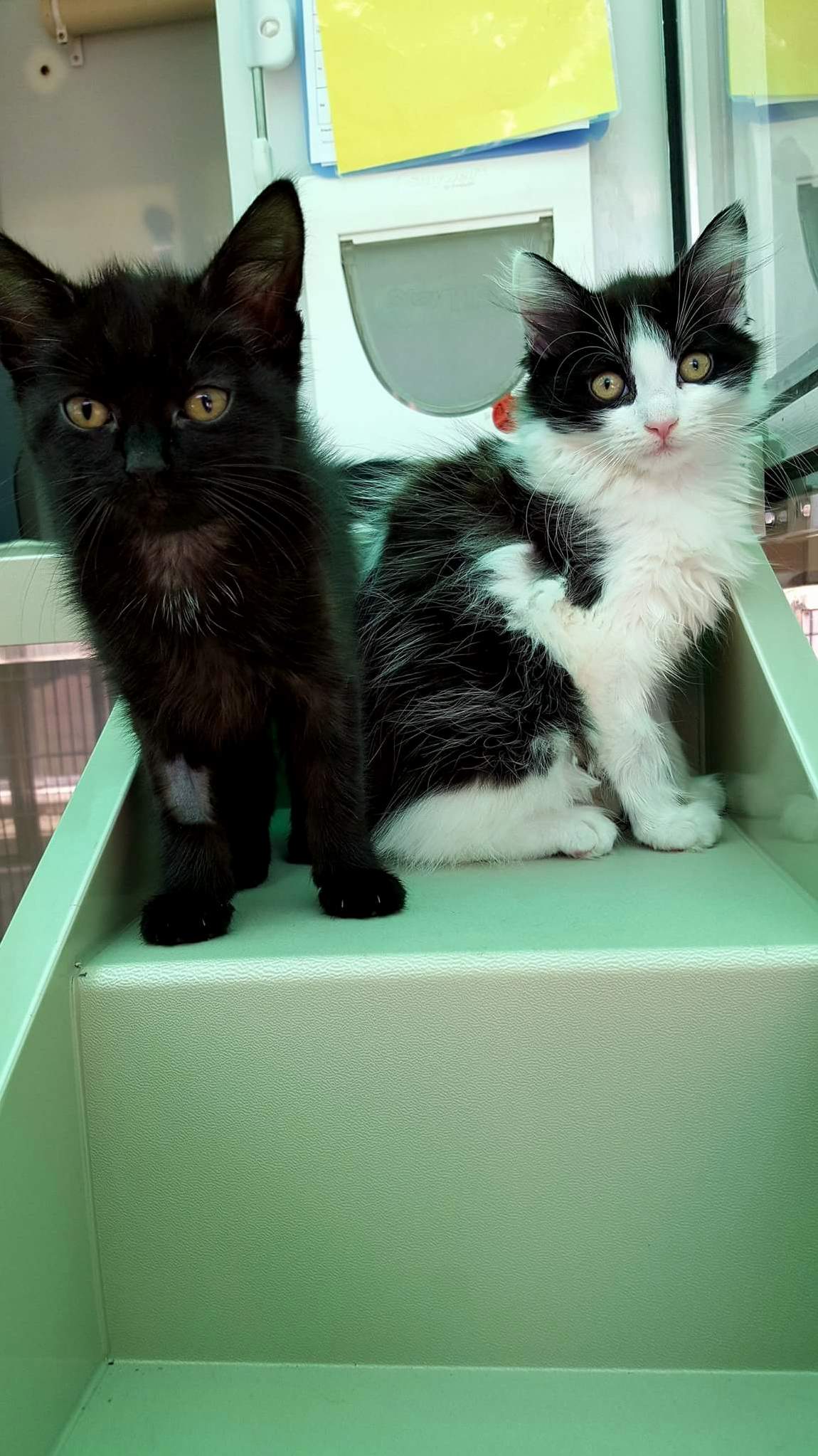 So excited to be adopting these 2 today