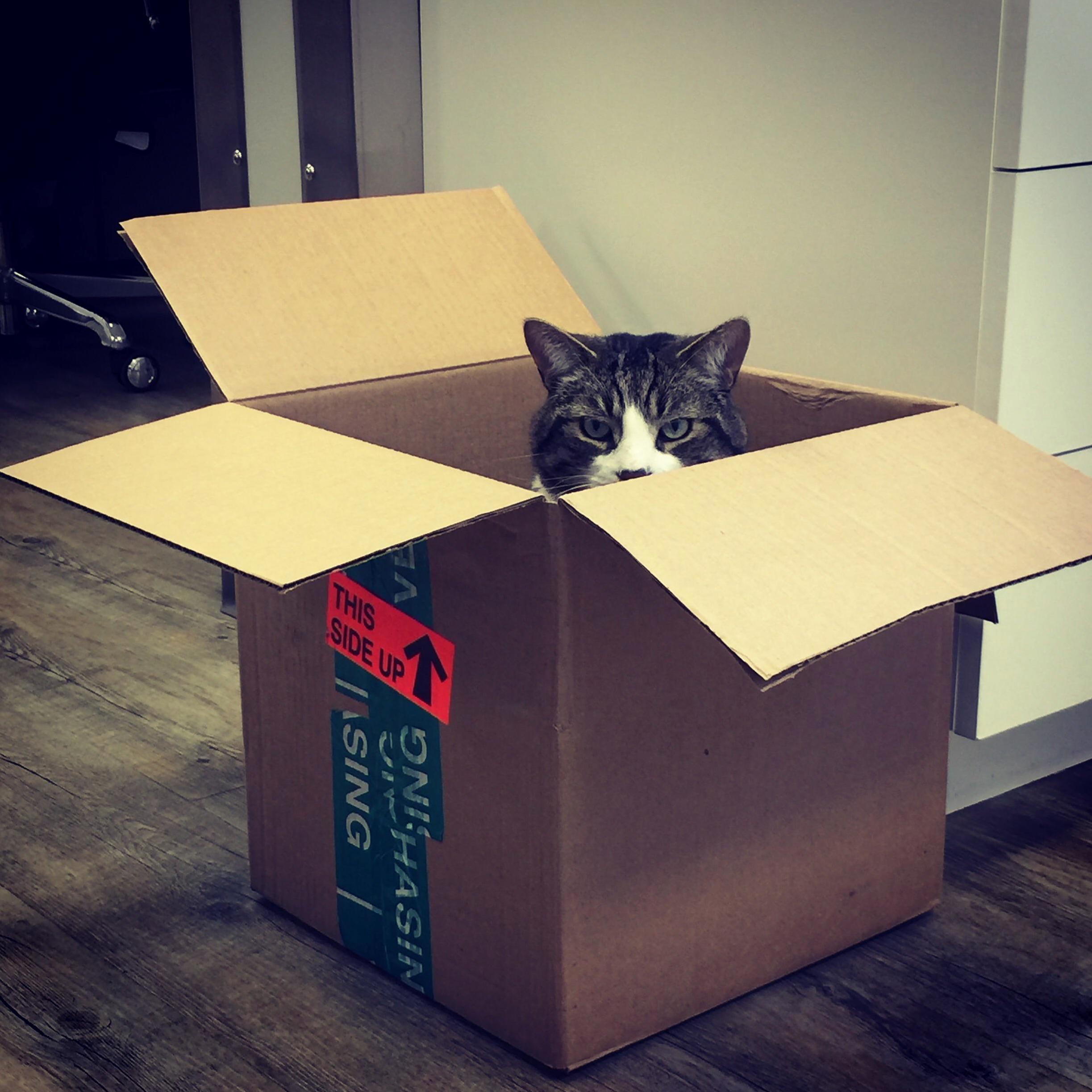 Special delivery. tiggs our clinic kitty has decided to be shipped out