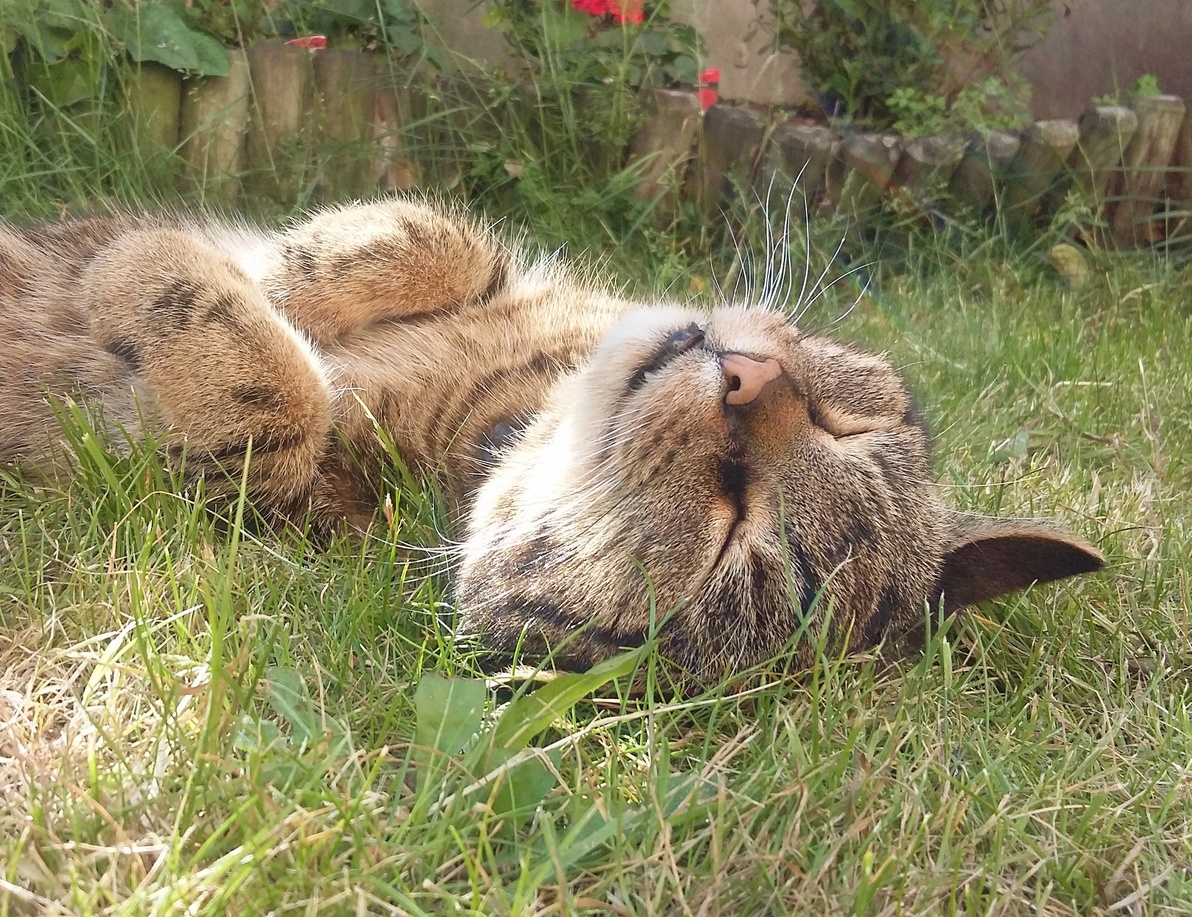 Sunbathing in the garden uk.