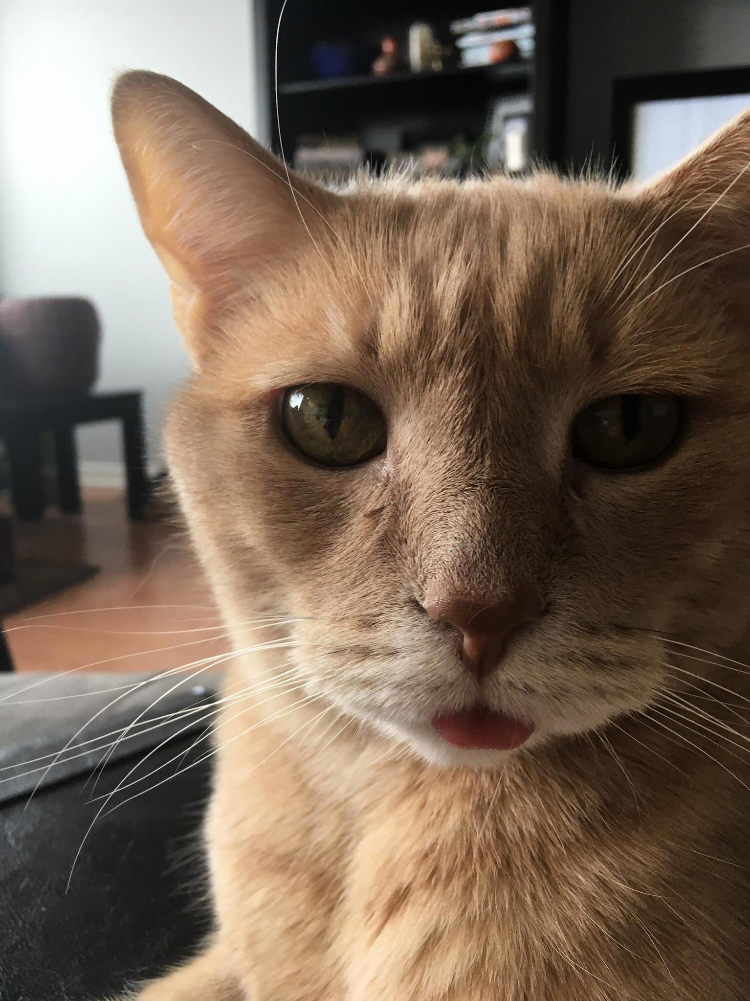 Suns out tongues out both cats are extra photogenic today. meet oscar