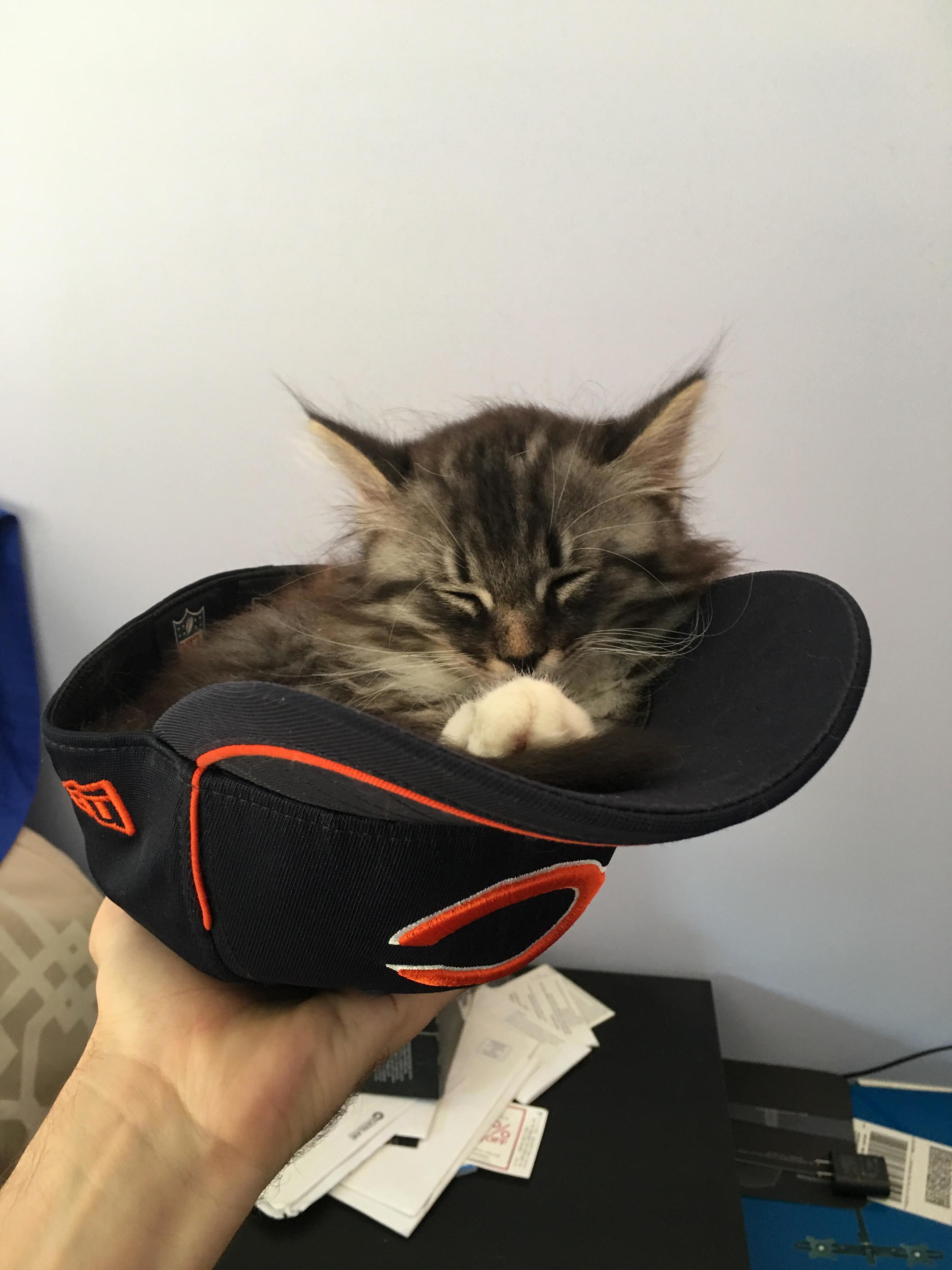 The cat in the chicago bears hat.