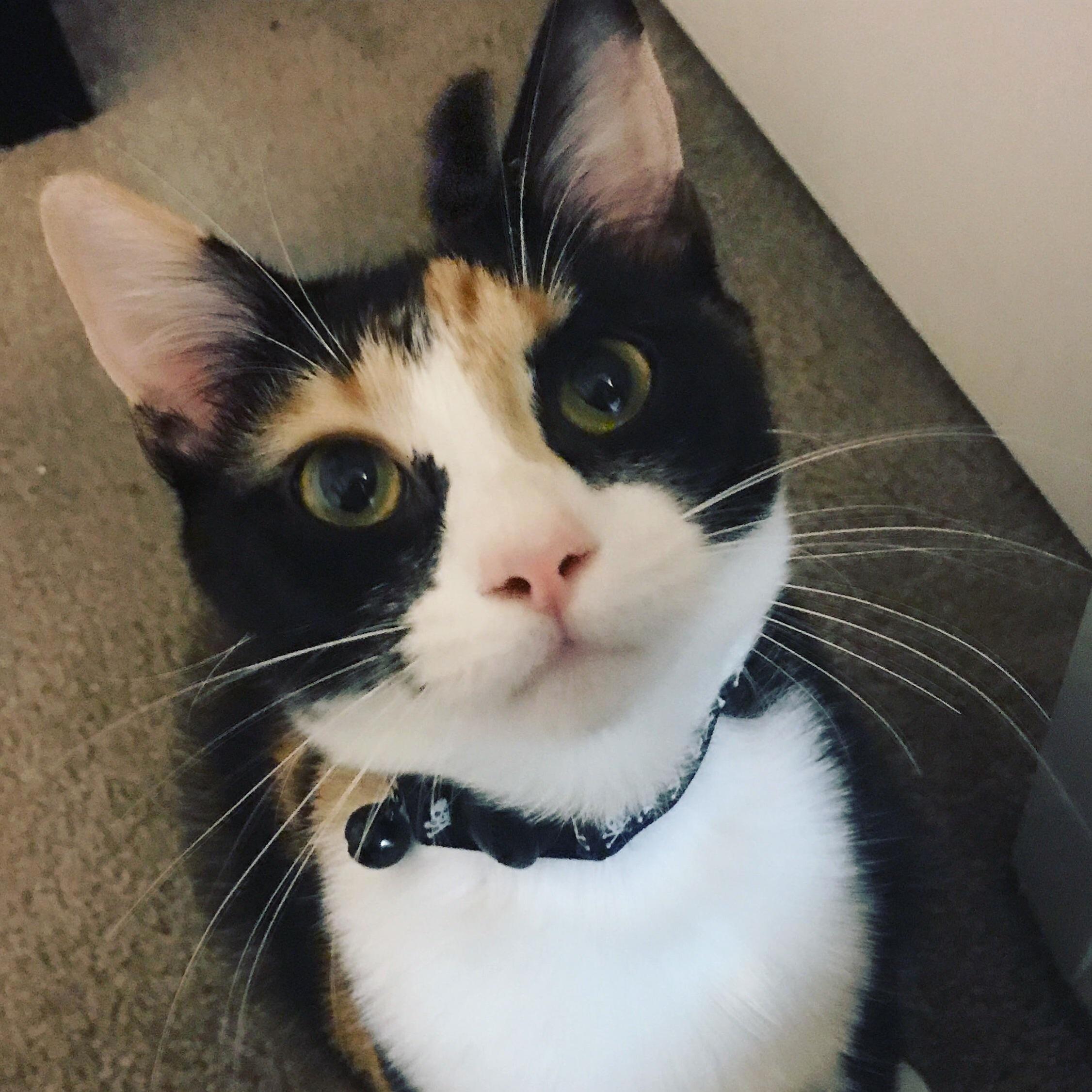 The face of a cat who knows how to get what she wants. be super cute.