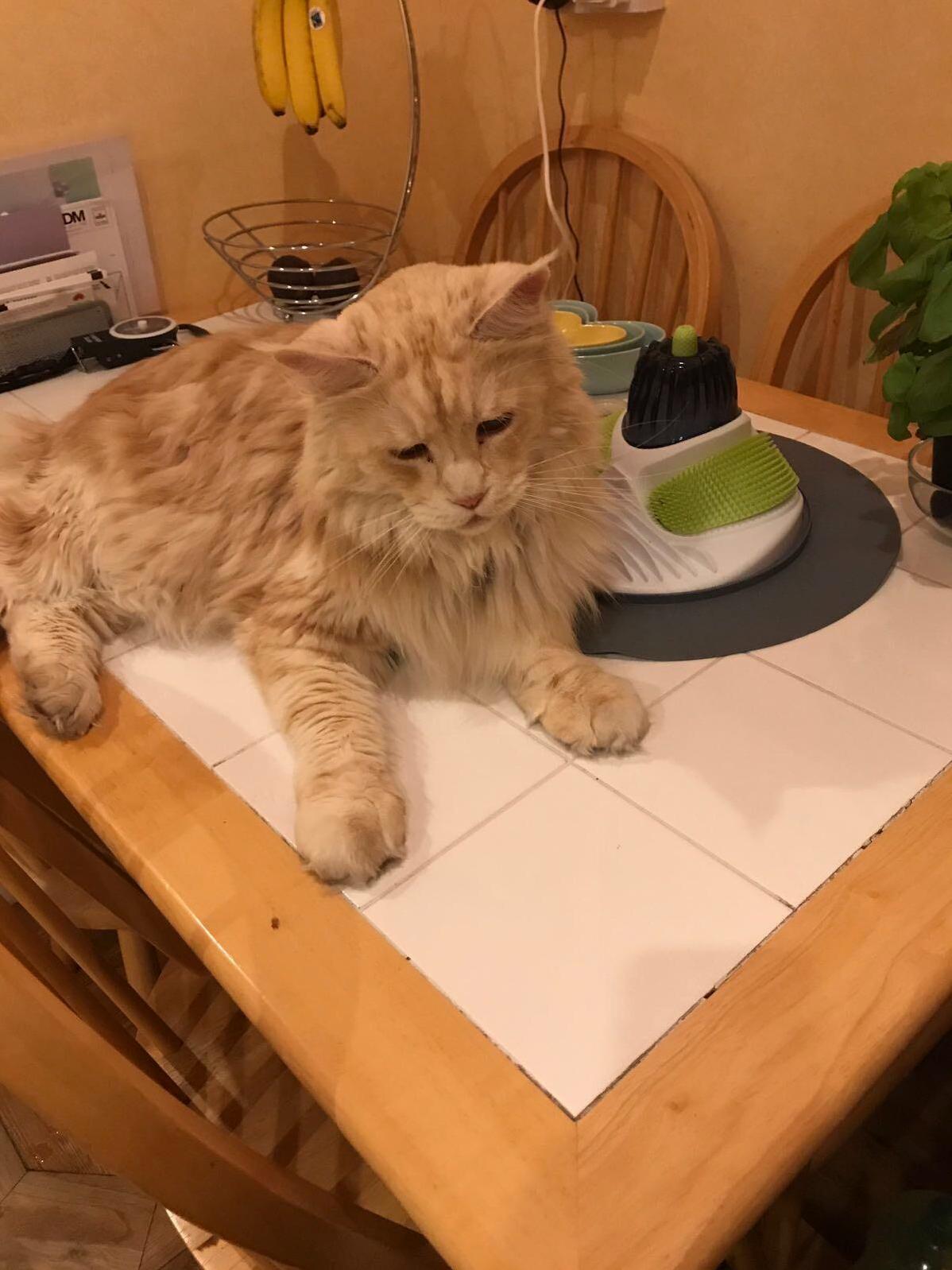 The kitty intruder returned and claimed the kitchen table