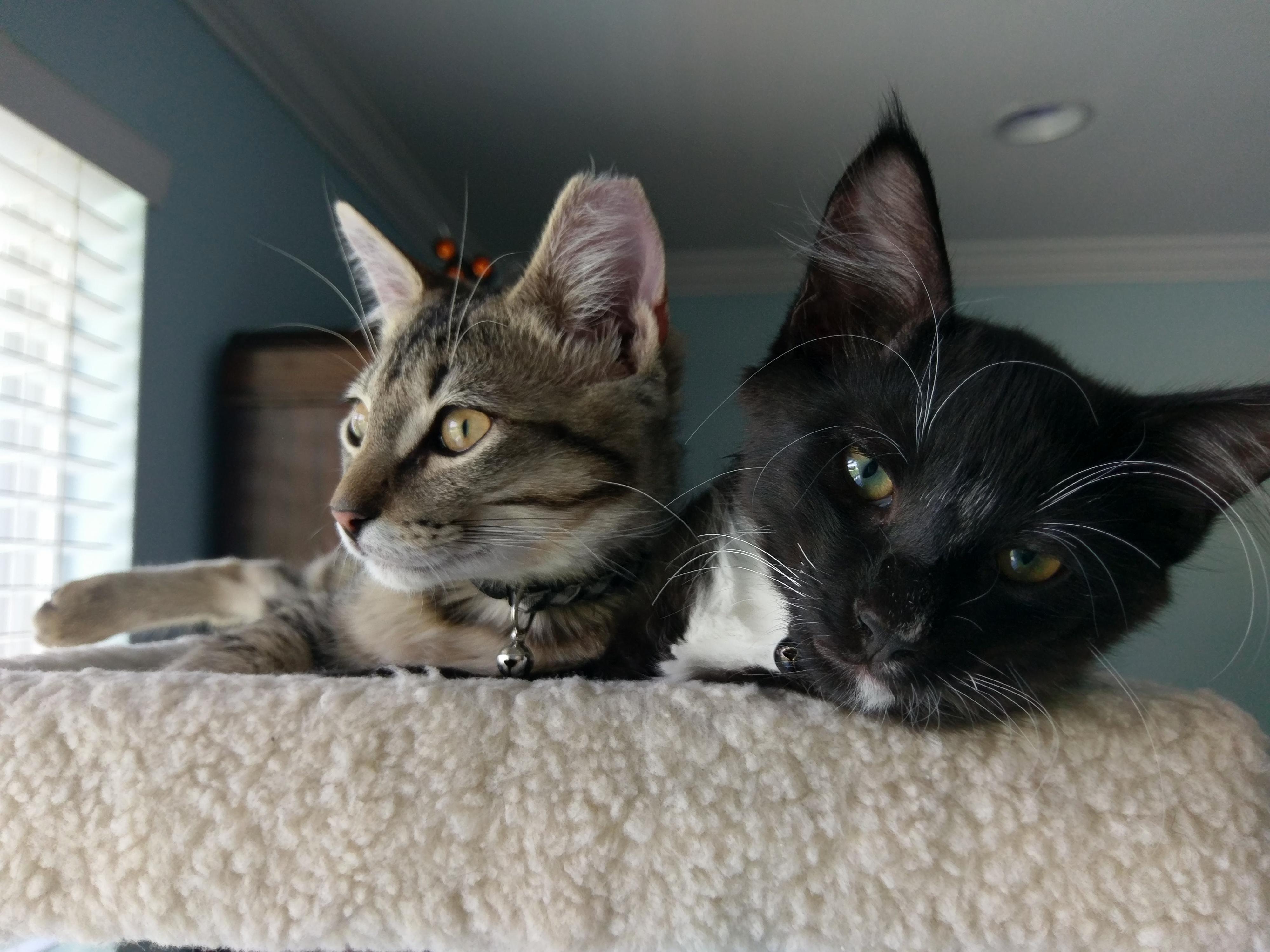 Theres barely room for two at the top of the cat tree but these guys make it work
