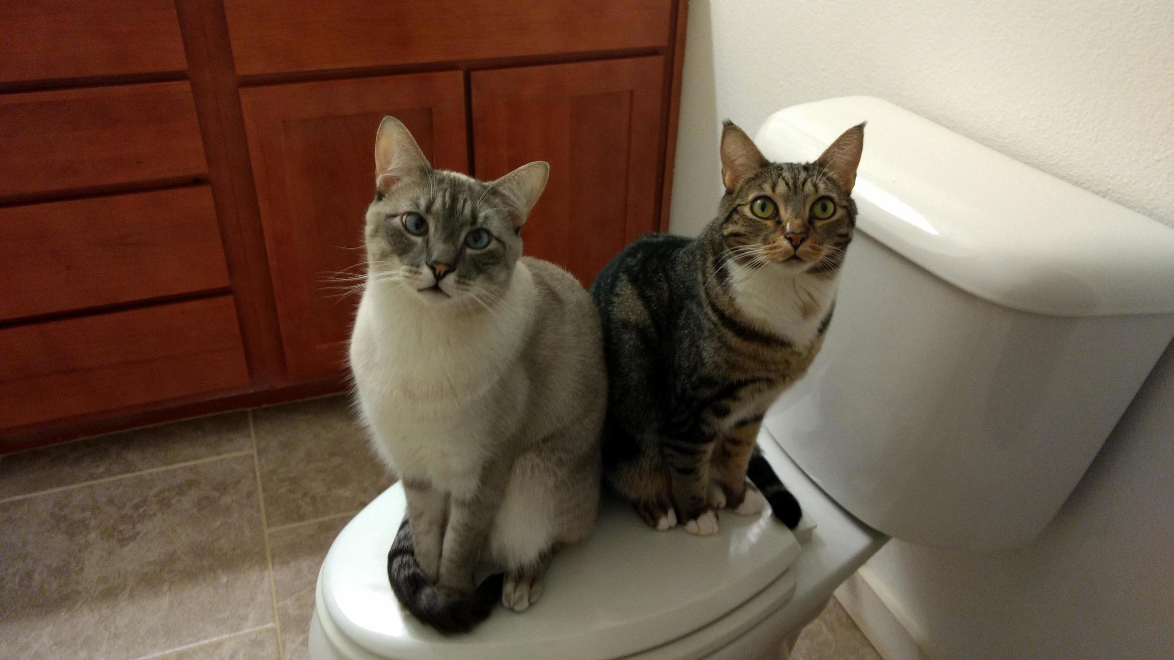 This is how they wait for me in the morning to finish my shower.